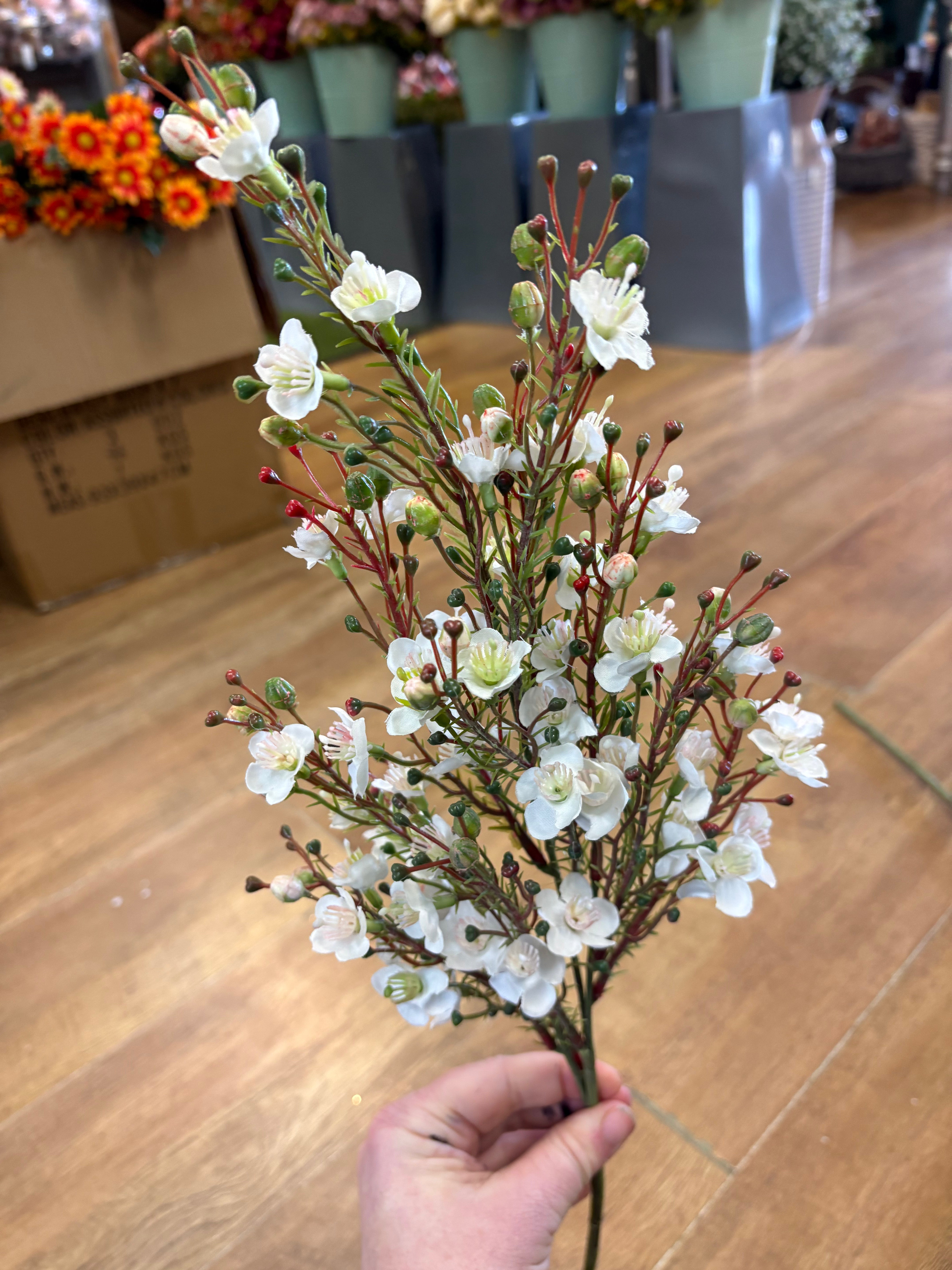 Cream wax flower chamelaucium spray