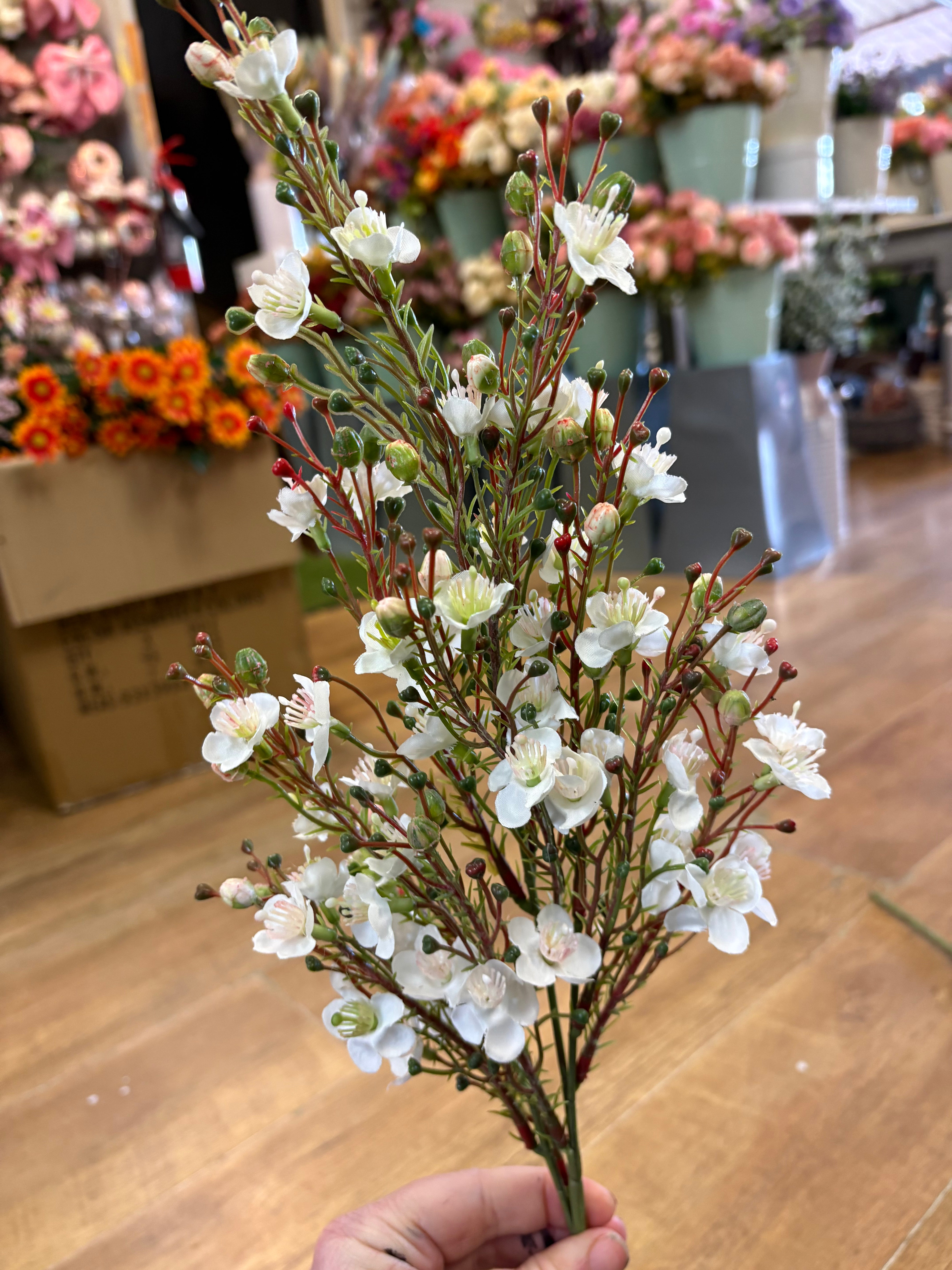Cream wax flower chamelaucium spray