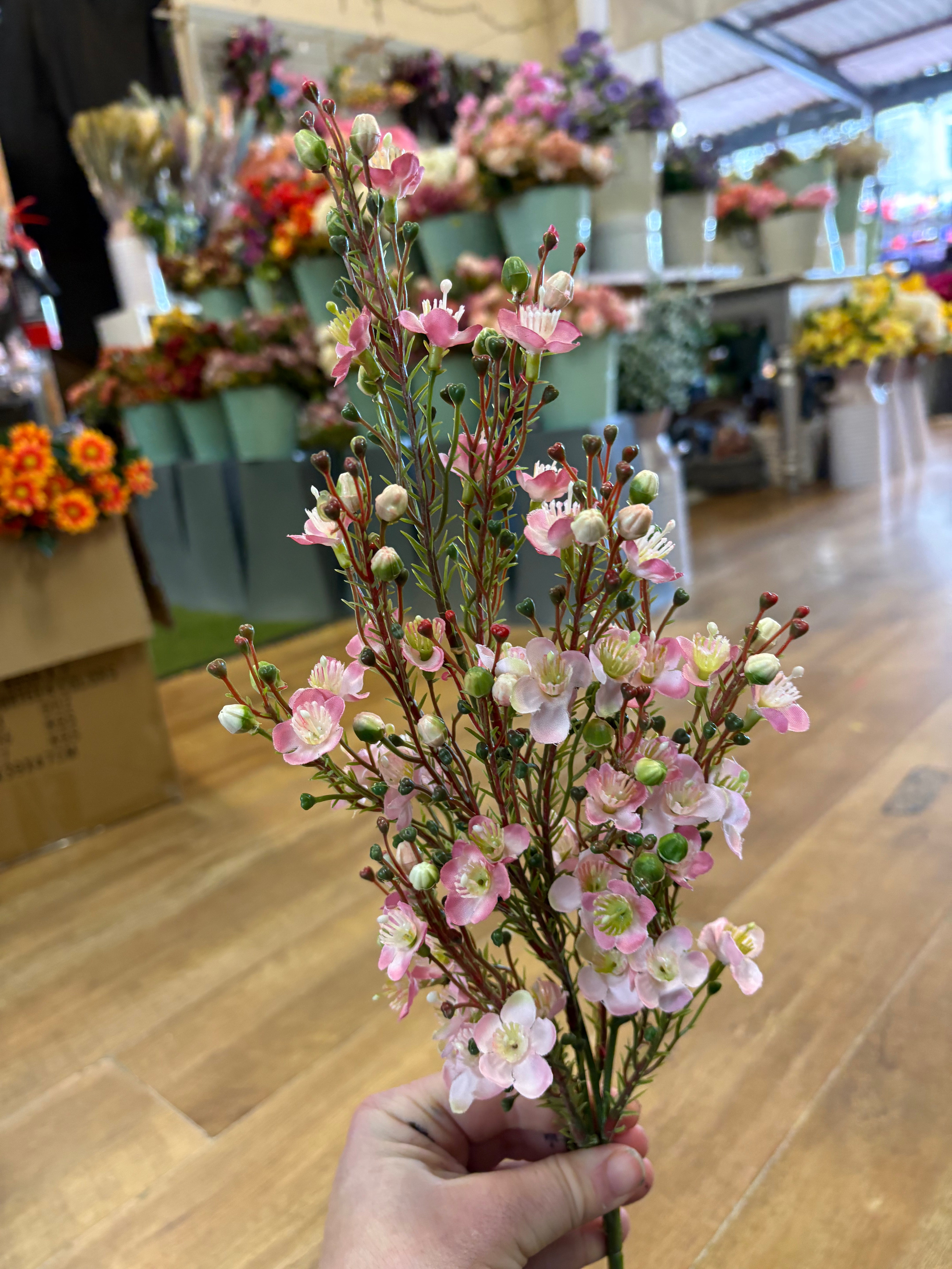 Pink wax flower chamelaucium spray