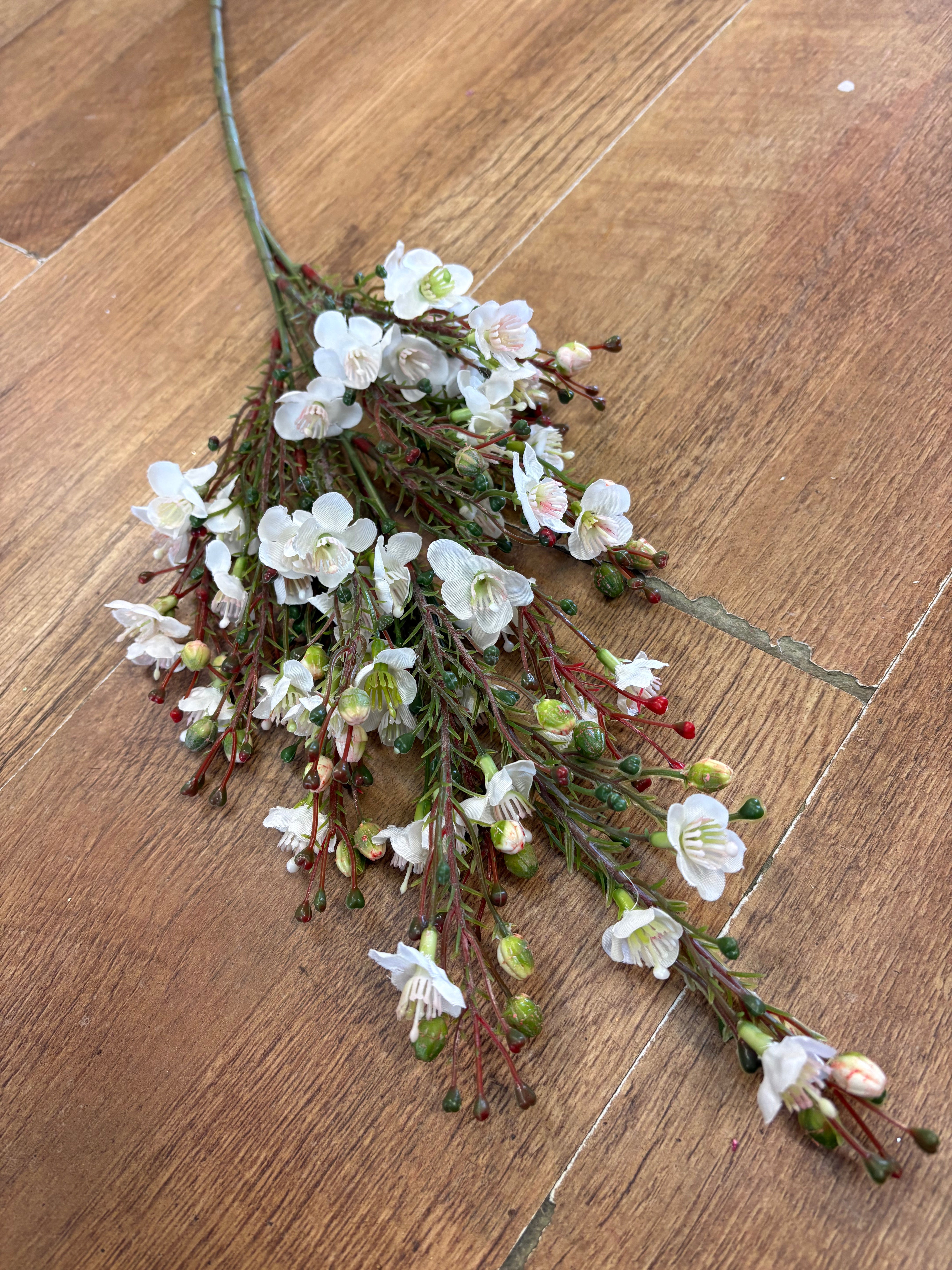 Cream wax flower chamelaucium spray