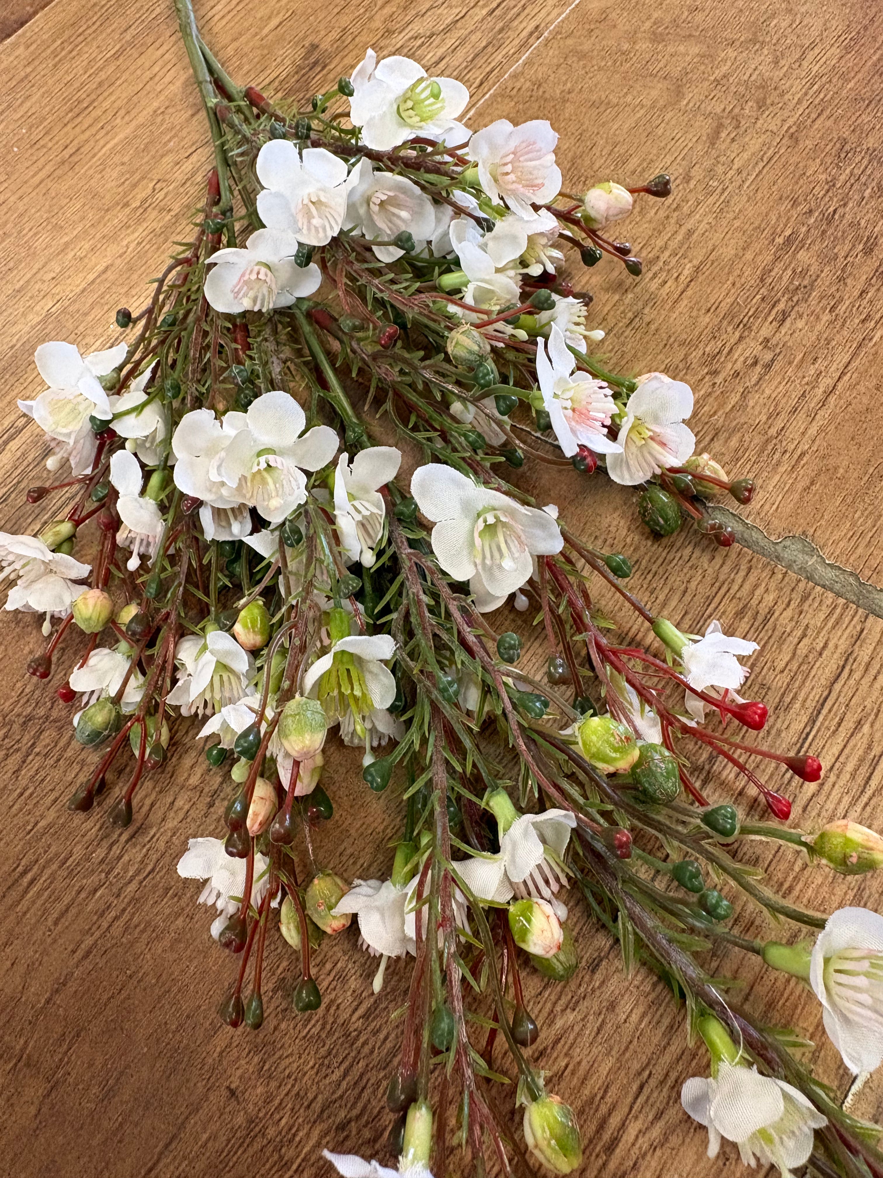 Cream wax flower chamelaucium spray