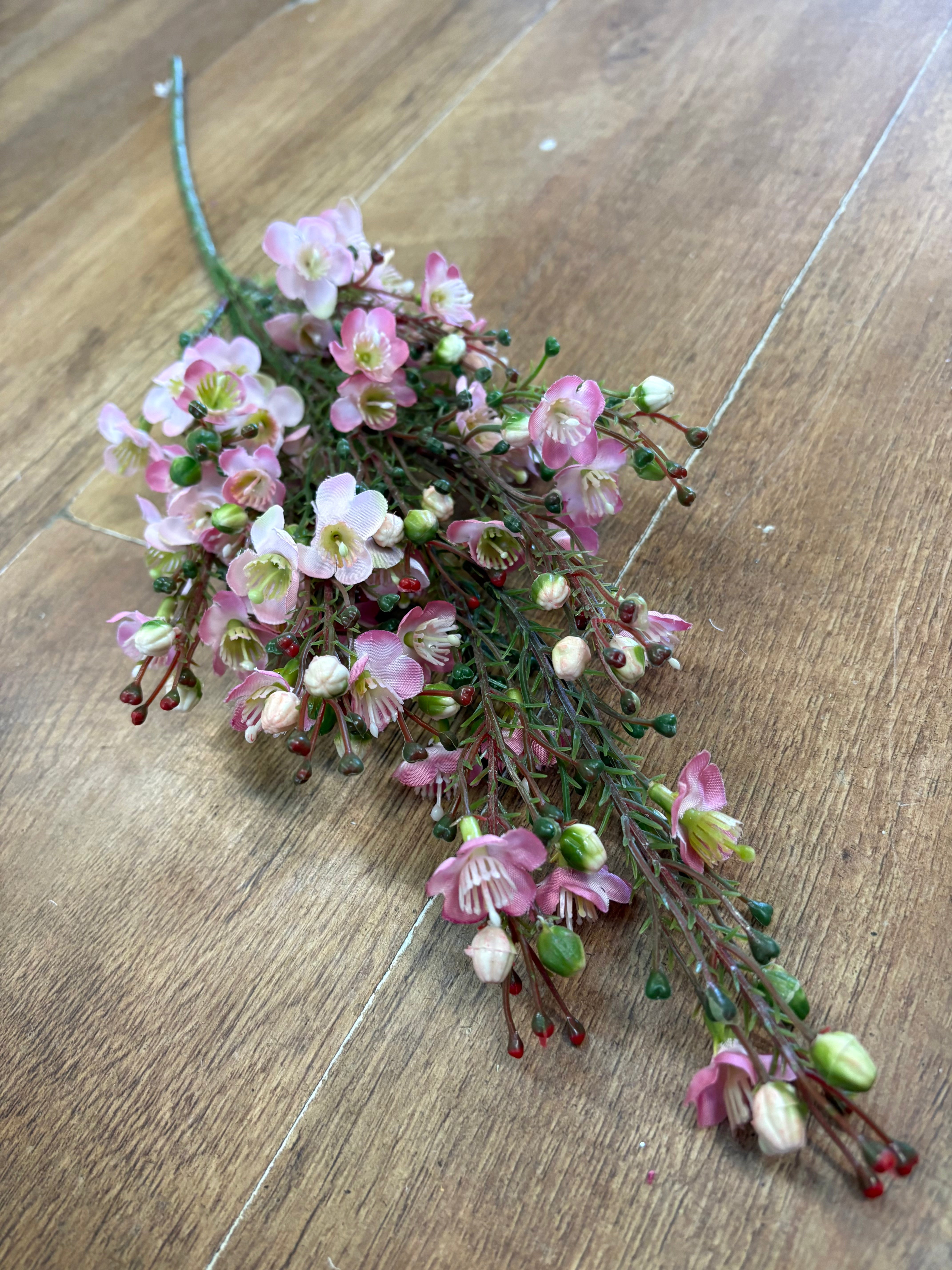 Pink wax flower chamelaucium spray