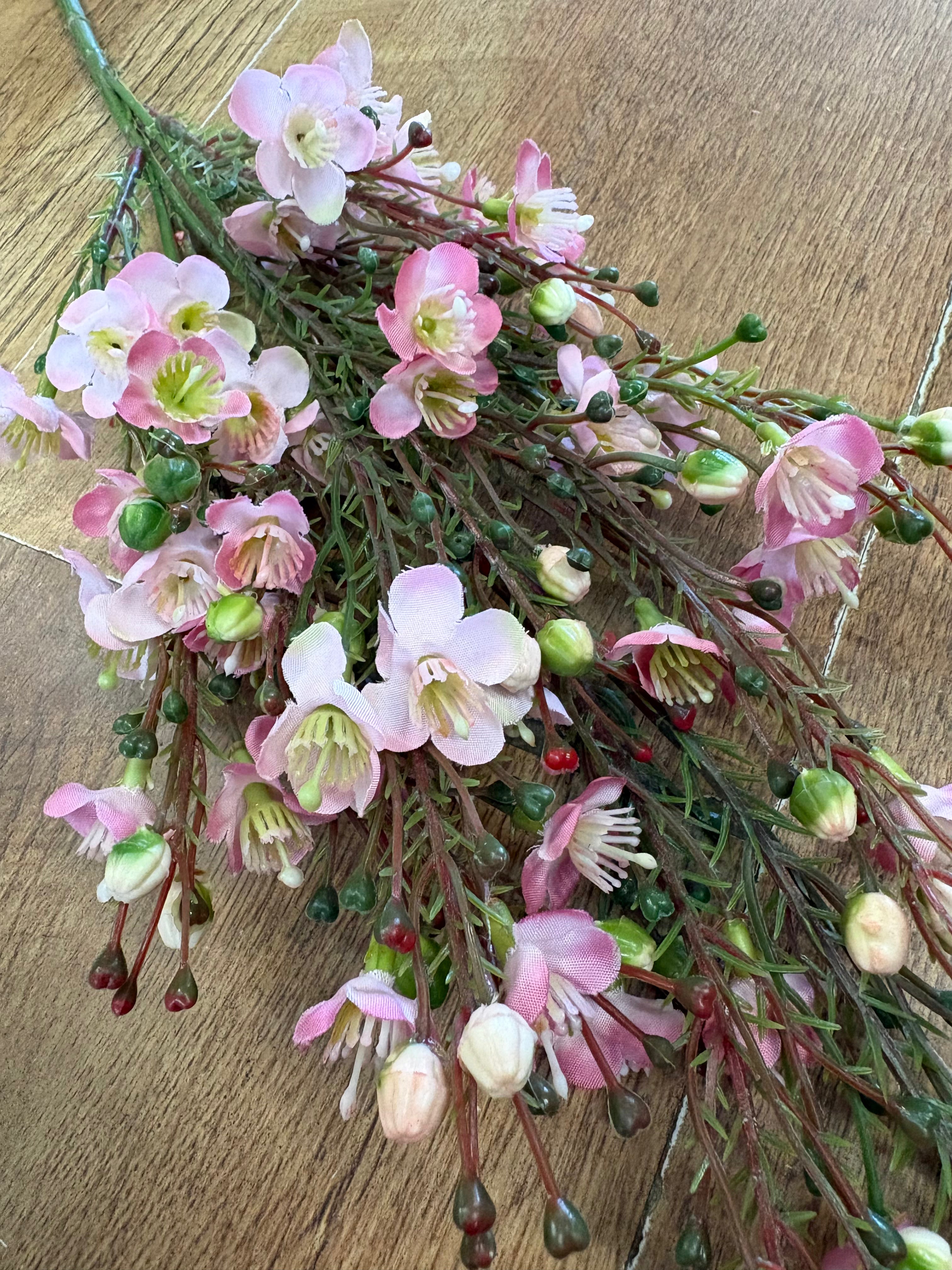 Pink wax flower chamelaucium spray