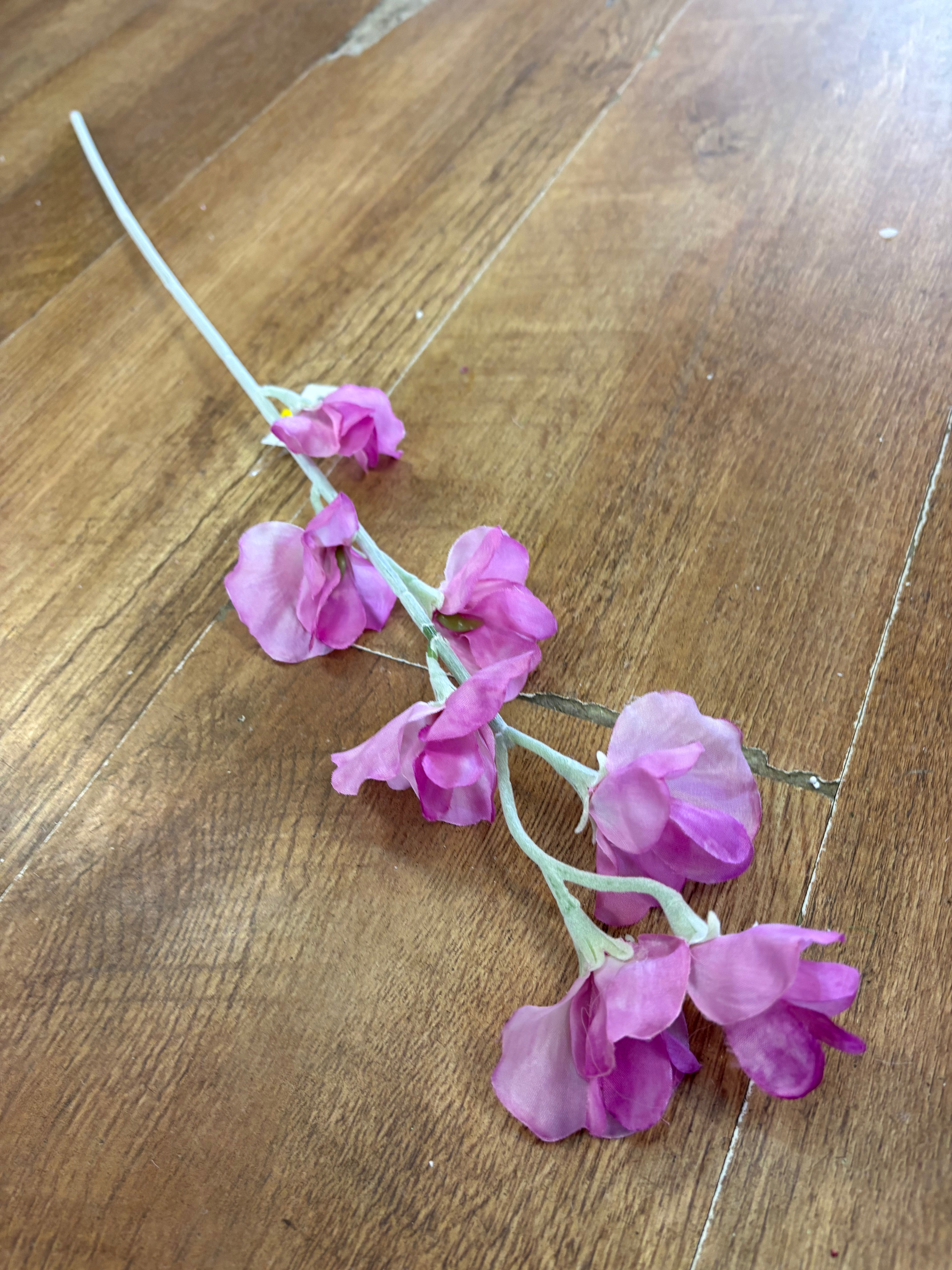 Pink sweet pea stem