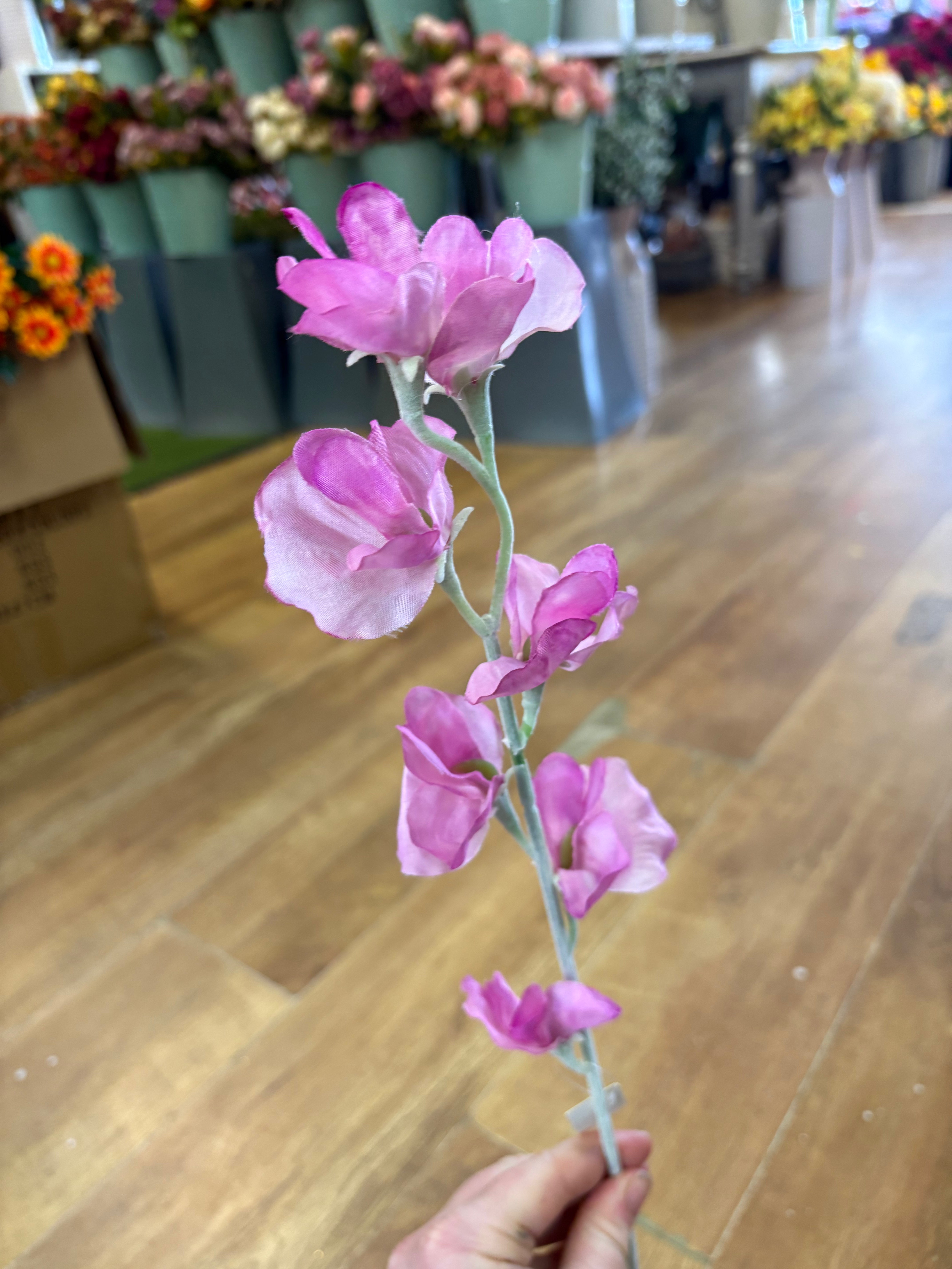 Pink sweet pea stem