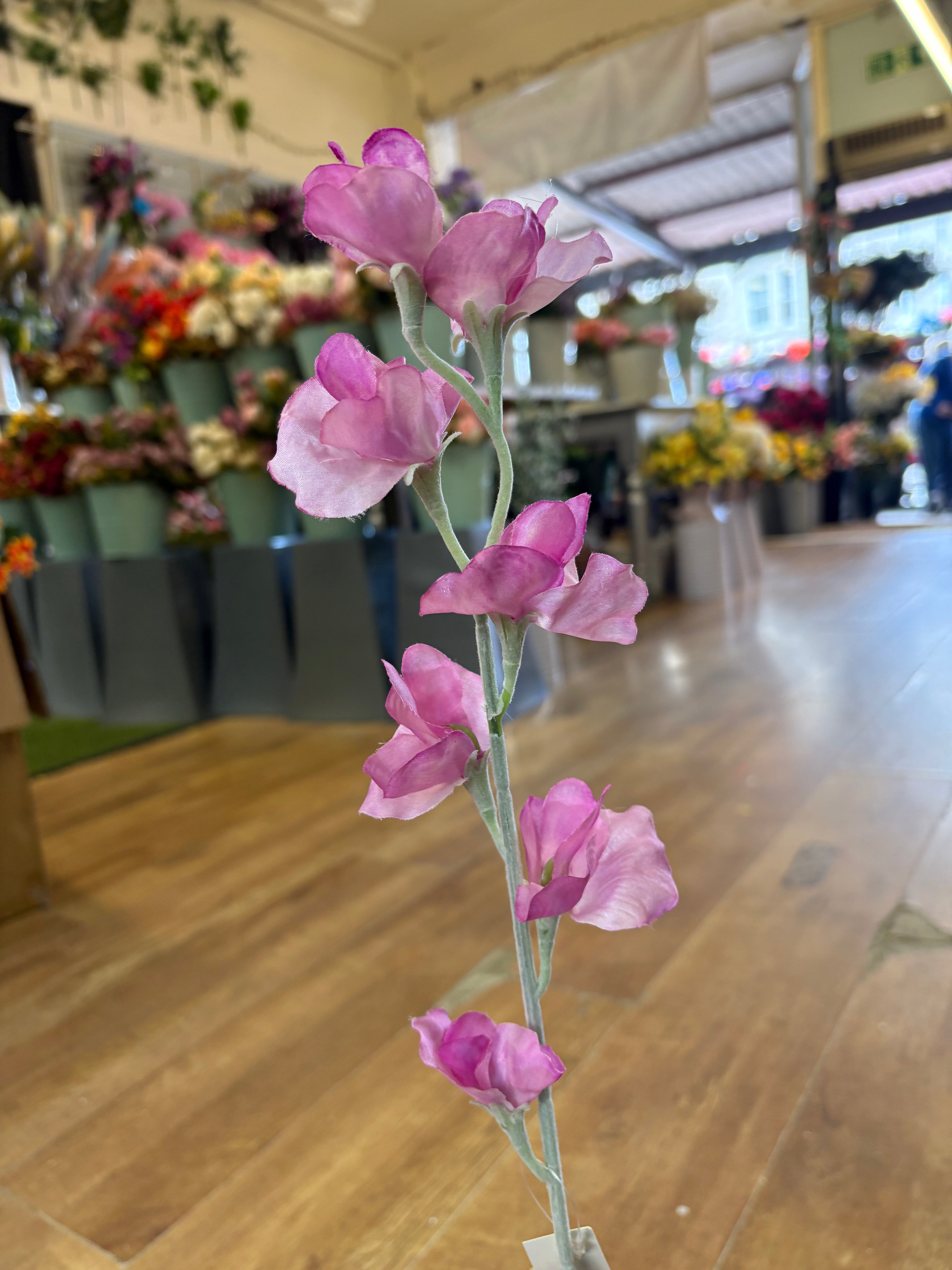 Pink sweet pea stem