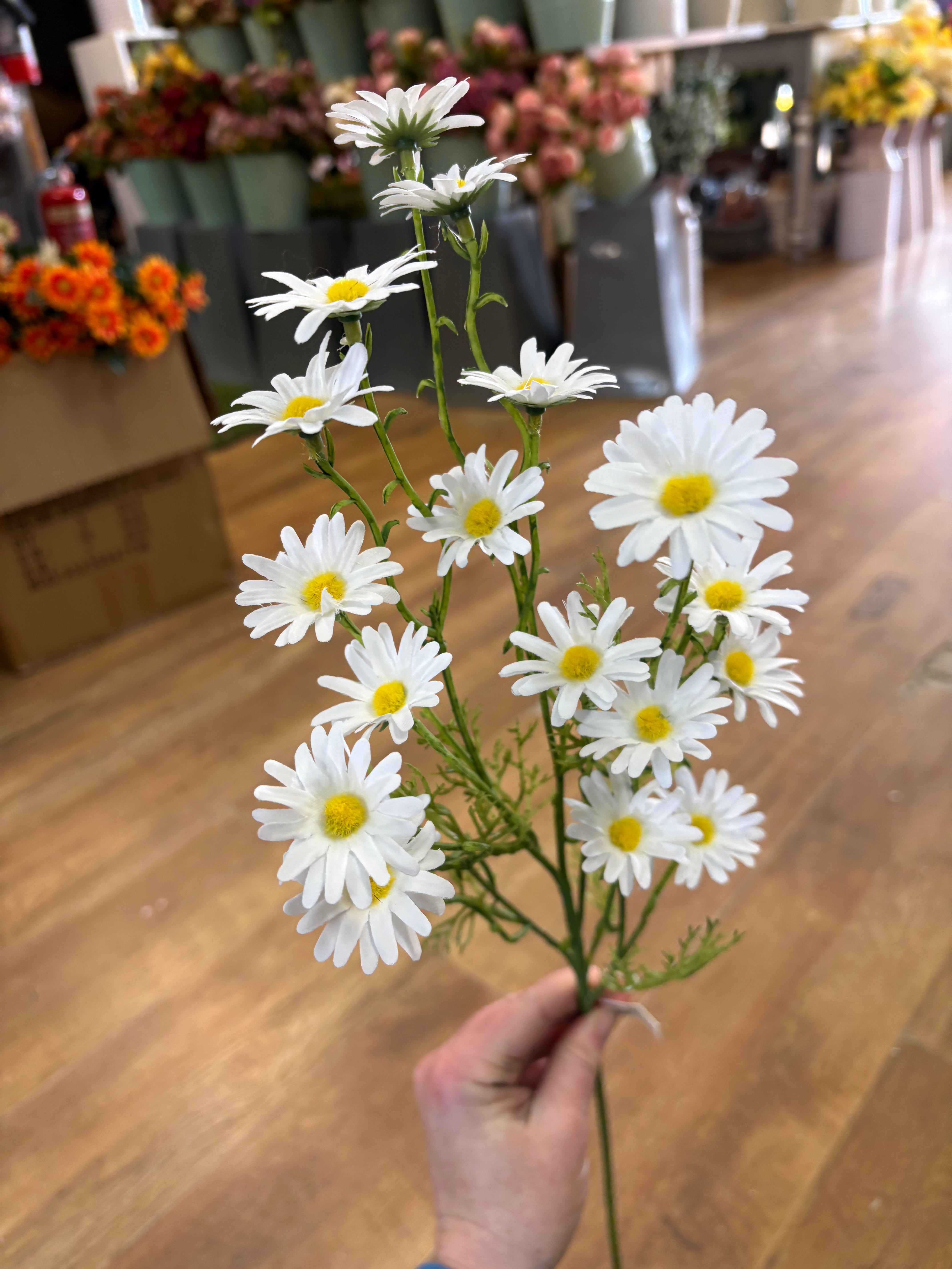 Long stem white aster daisy spray