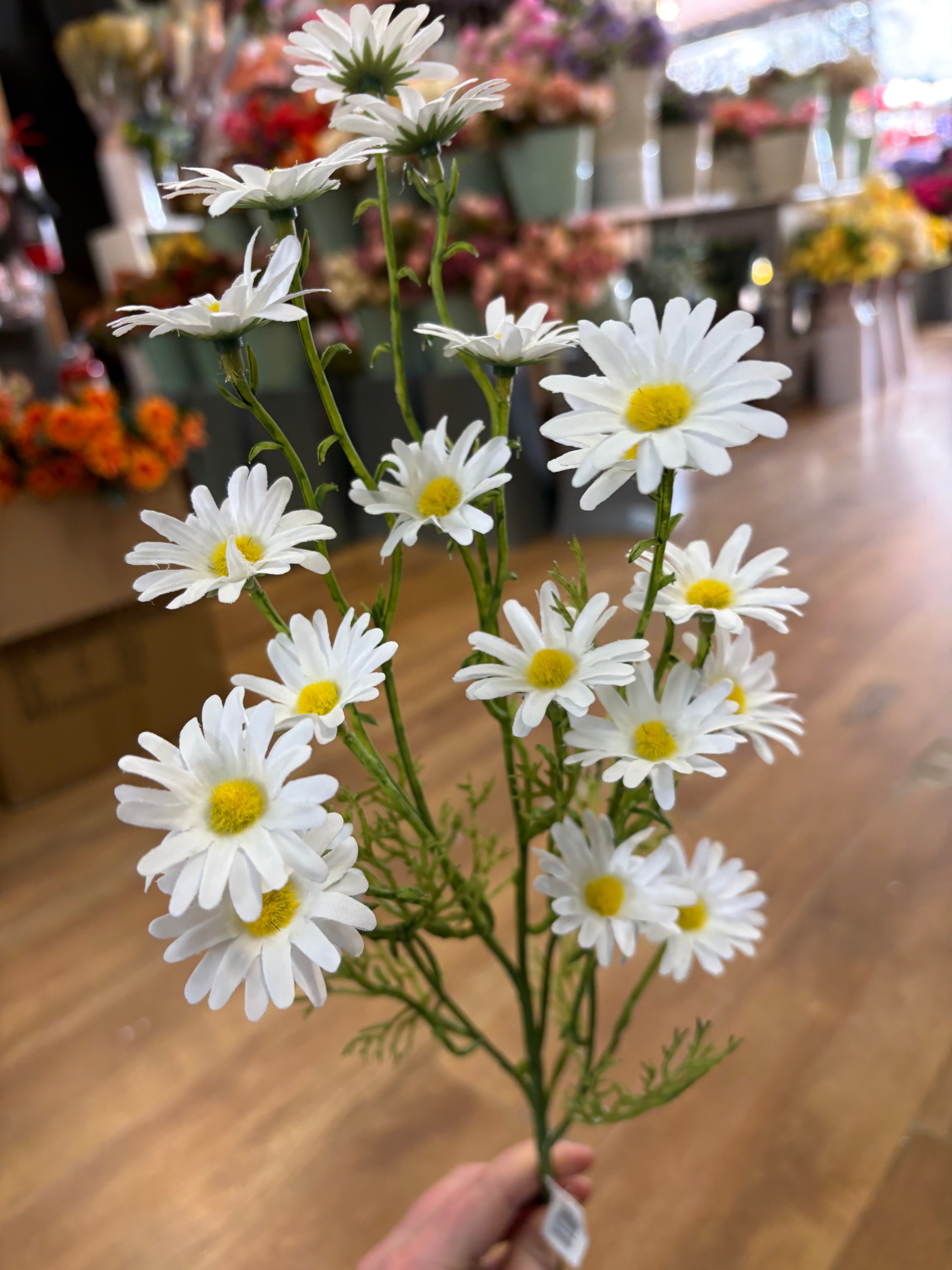 Long stem white aster daisy spray