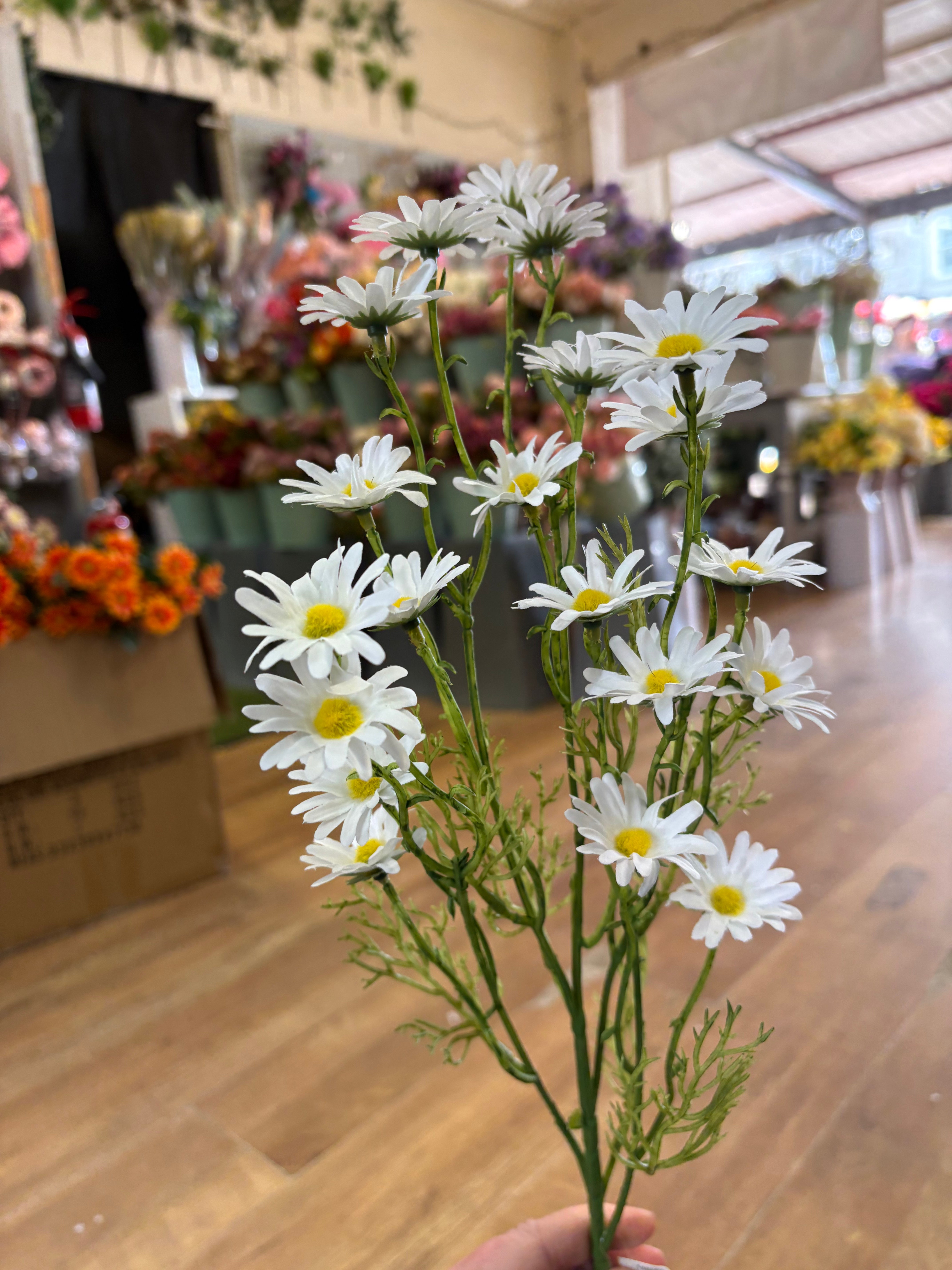 Long stem white aster daisy spray
