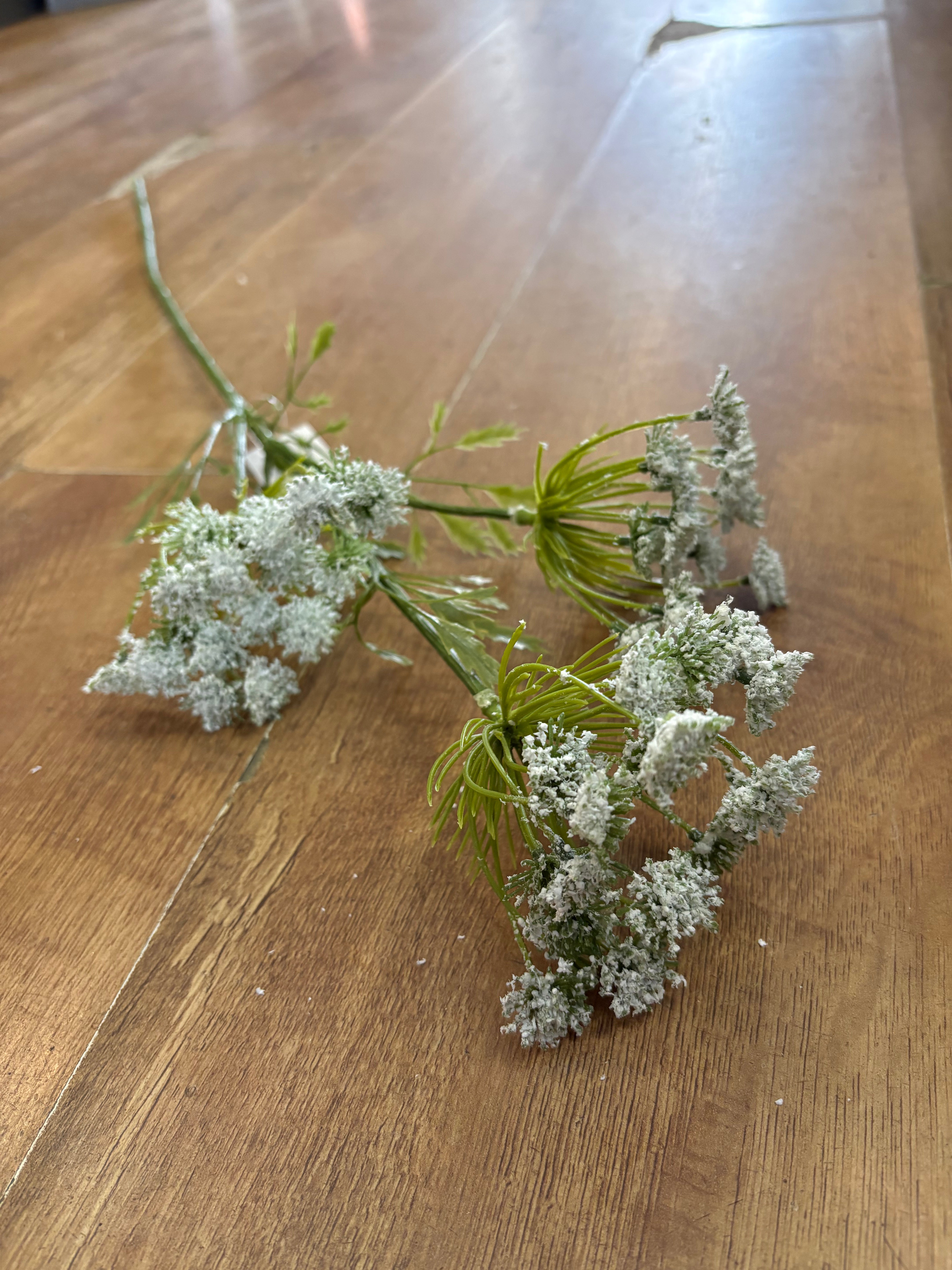 Long stem white cow parsley
