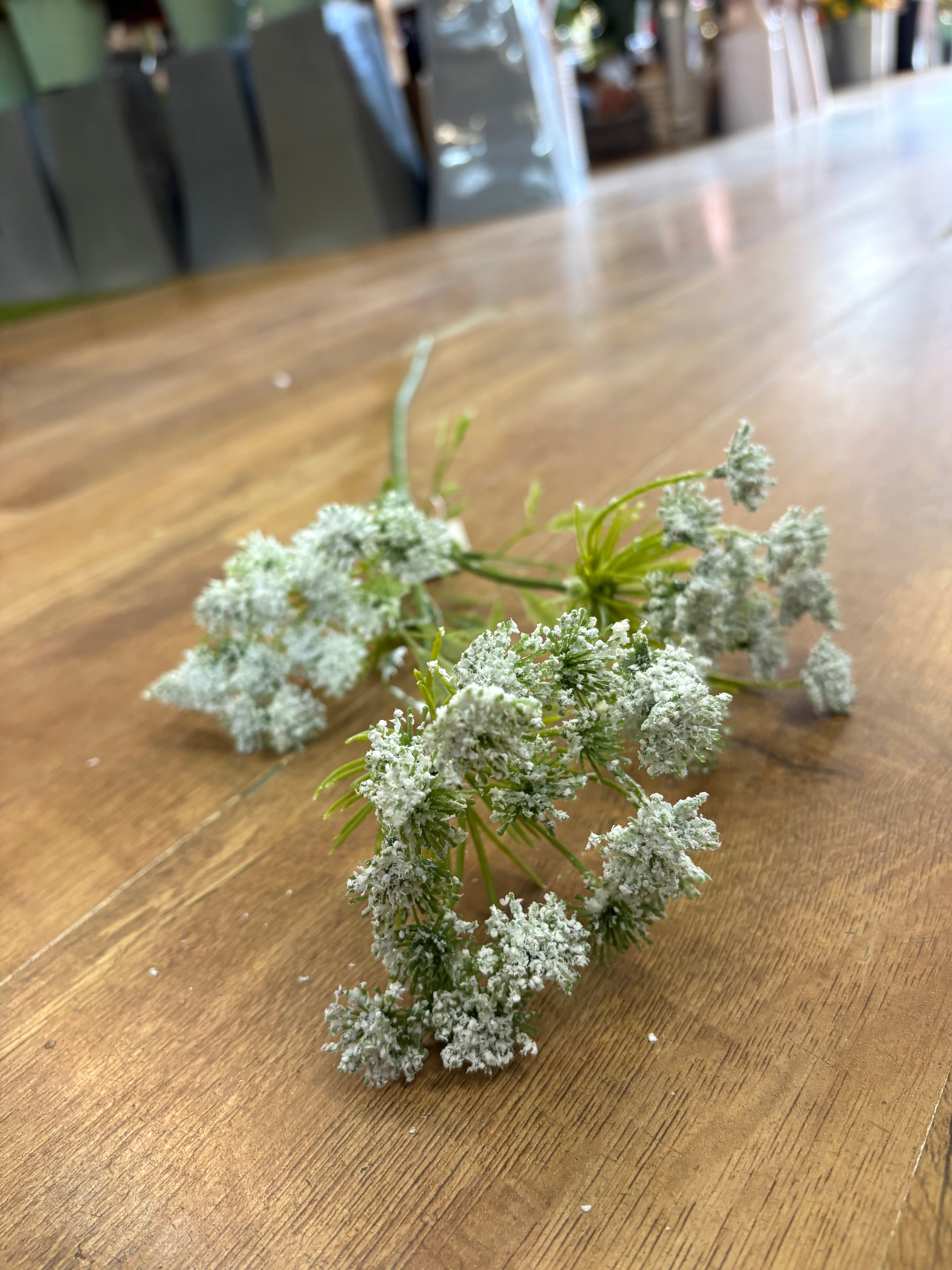 Long stem white cow parsley