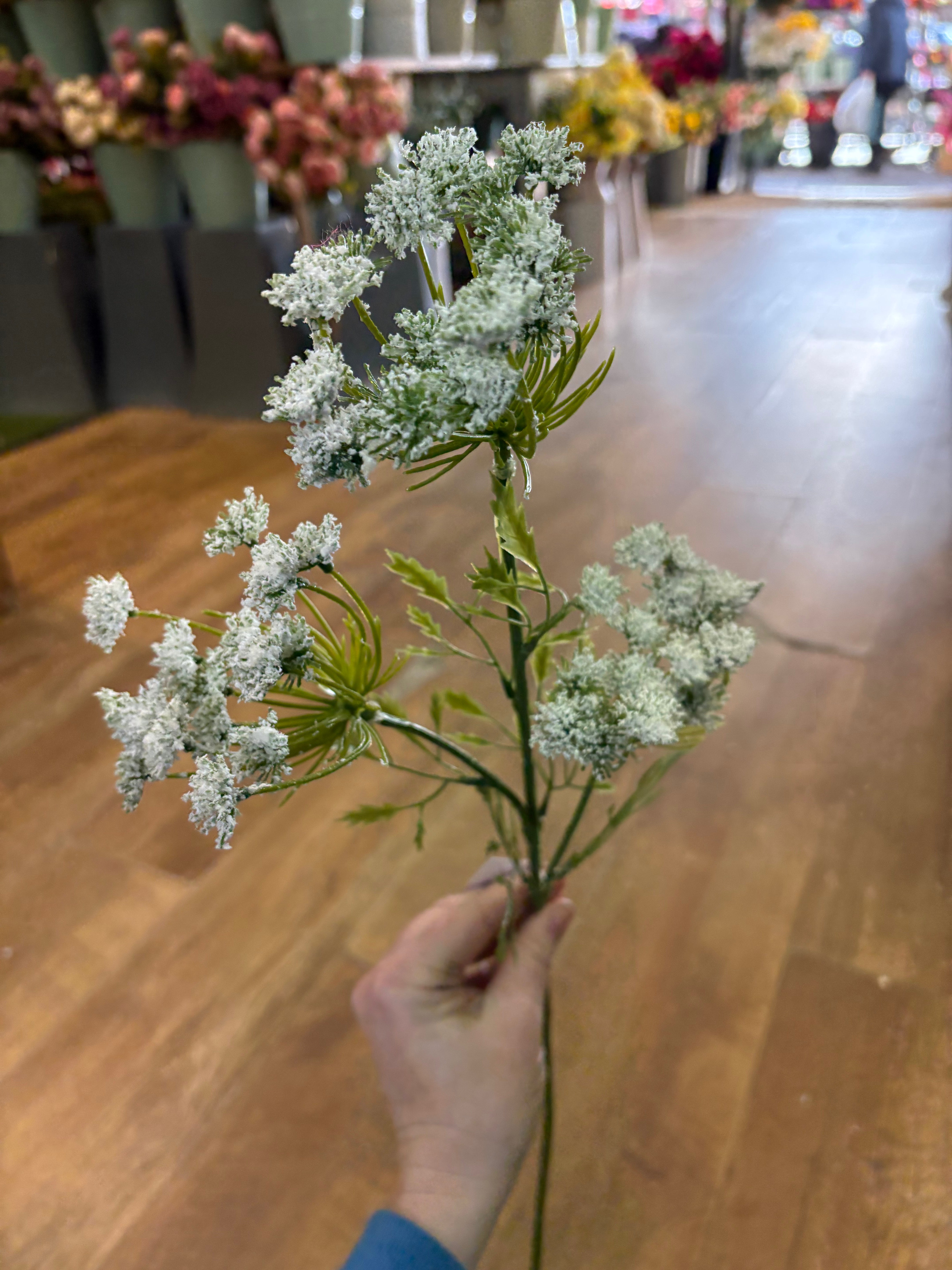 Long stem white cow parsley