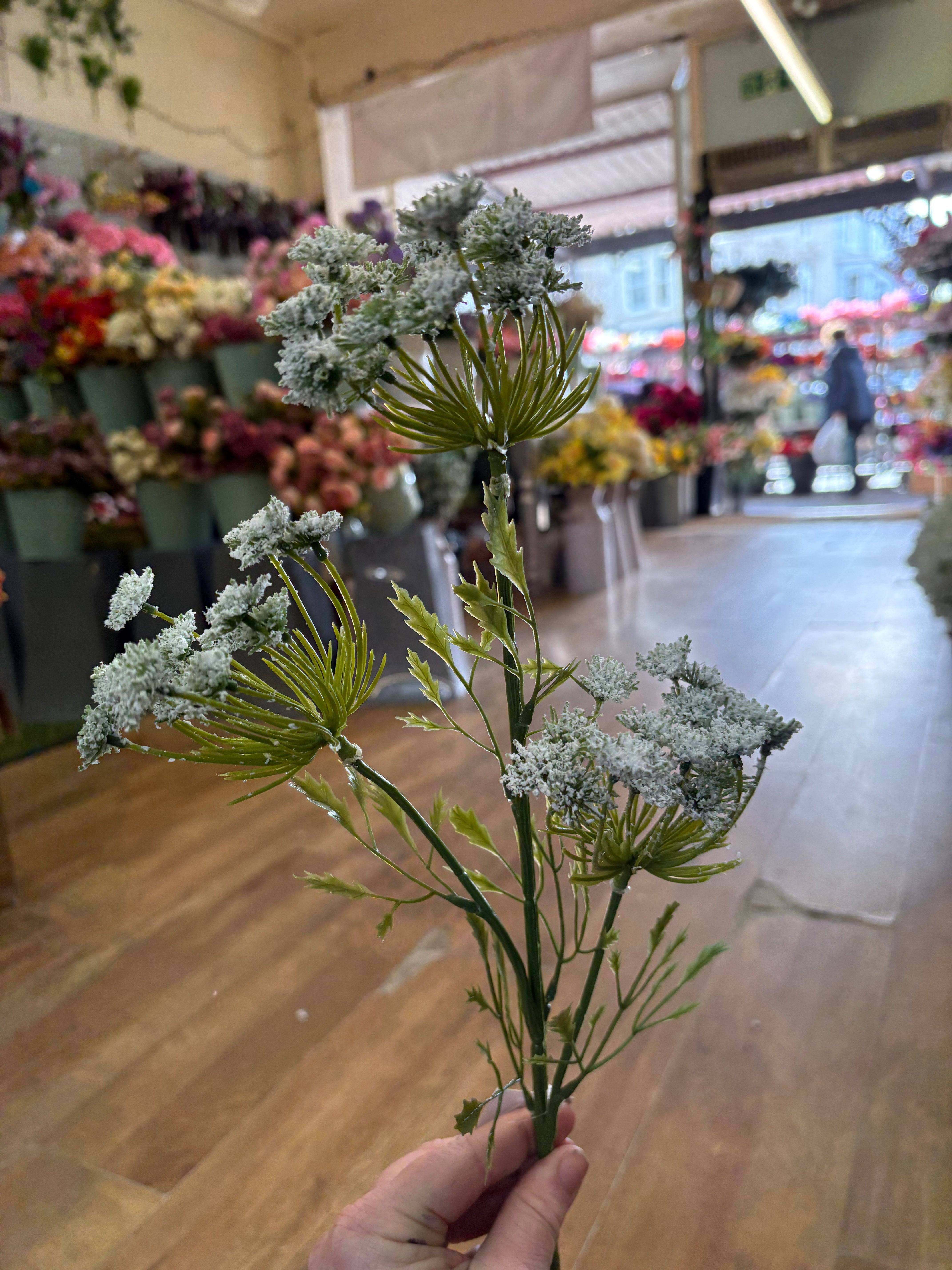 Long stem white cow parsley