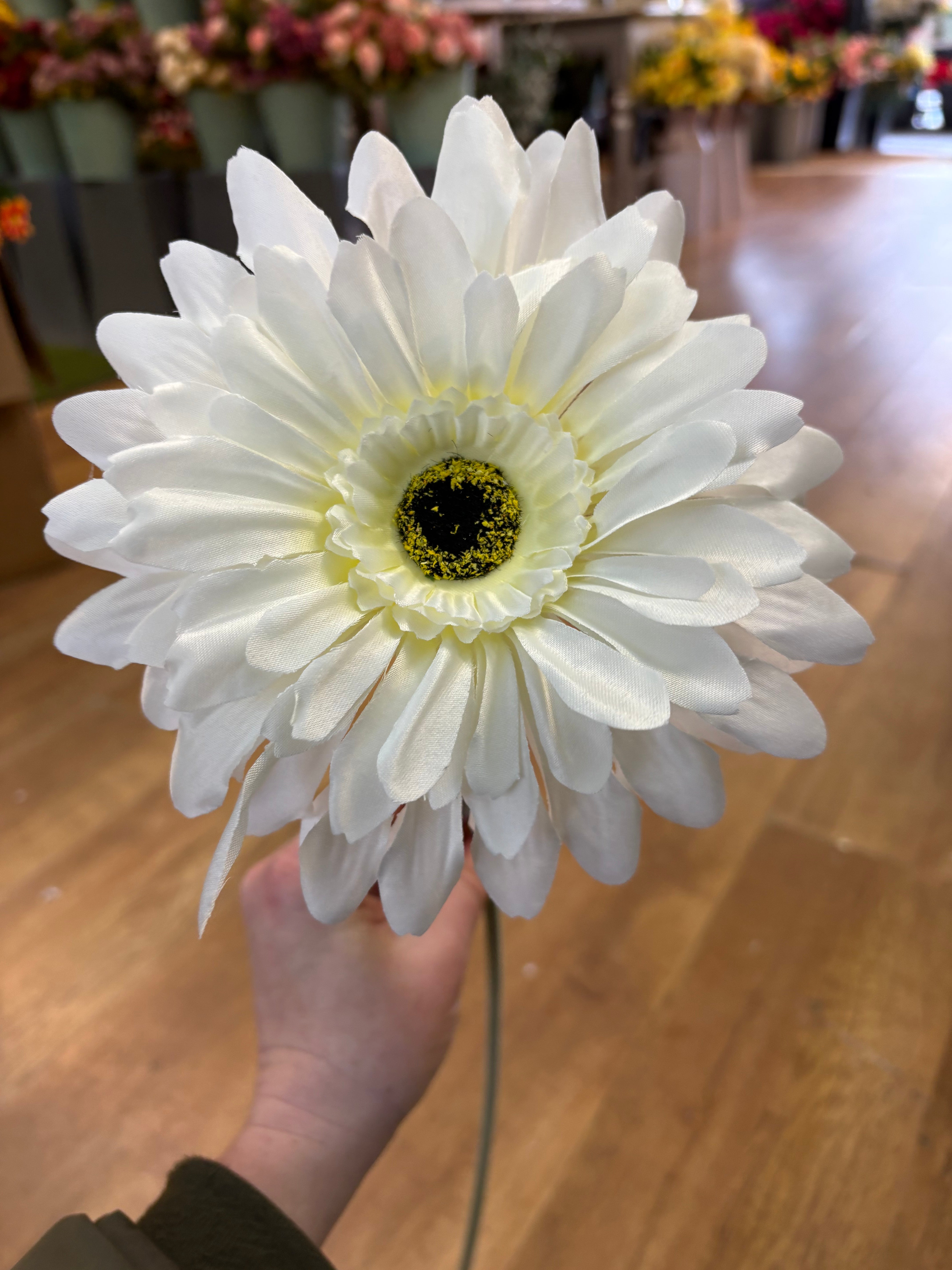 Long stem large head cream jemima gerbera