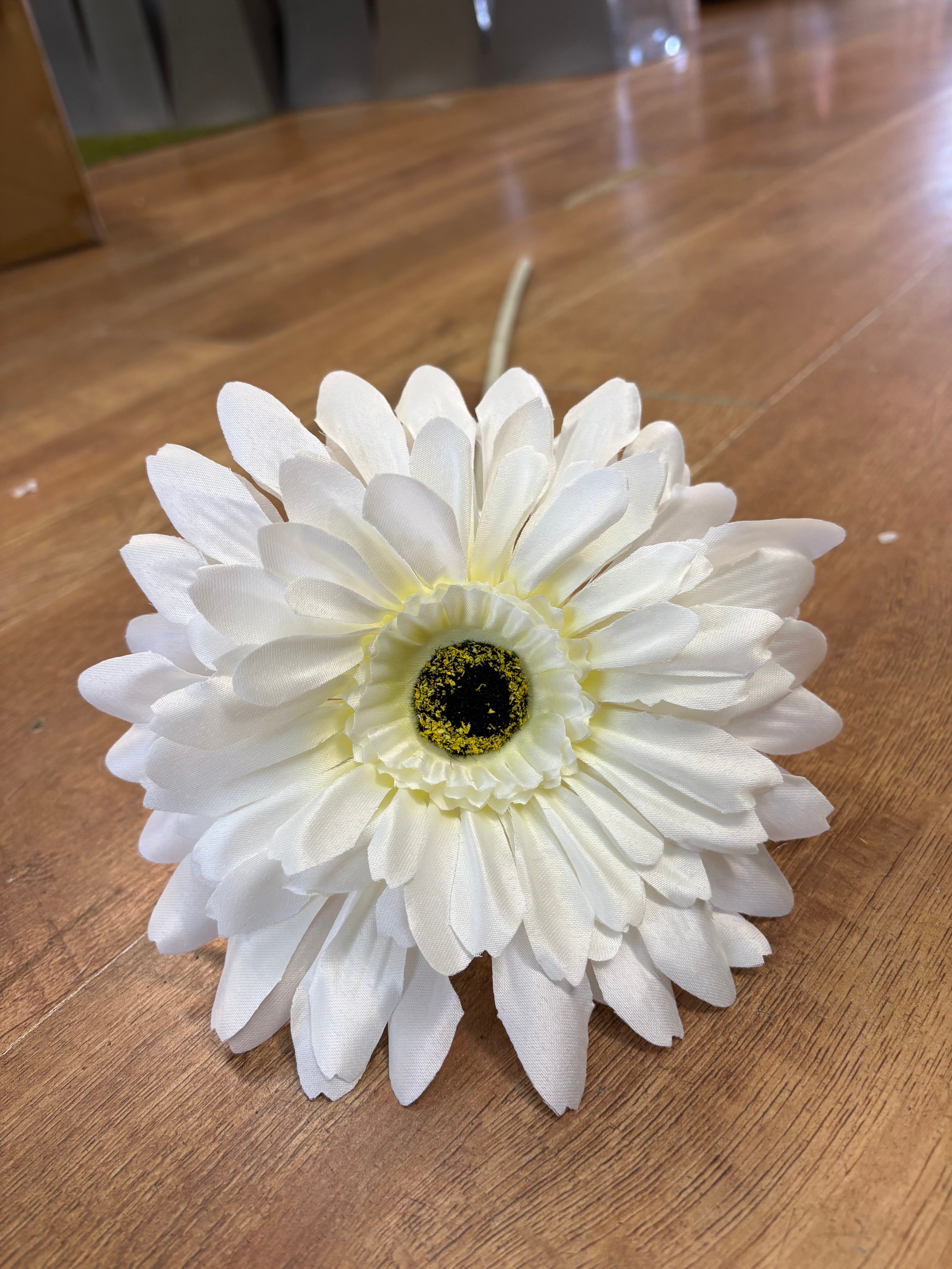 Long stem large head cream jemima gerbera