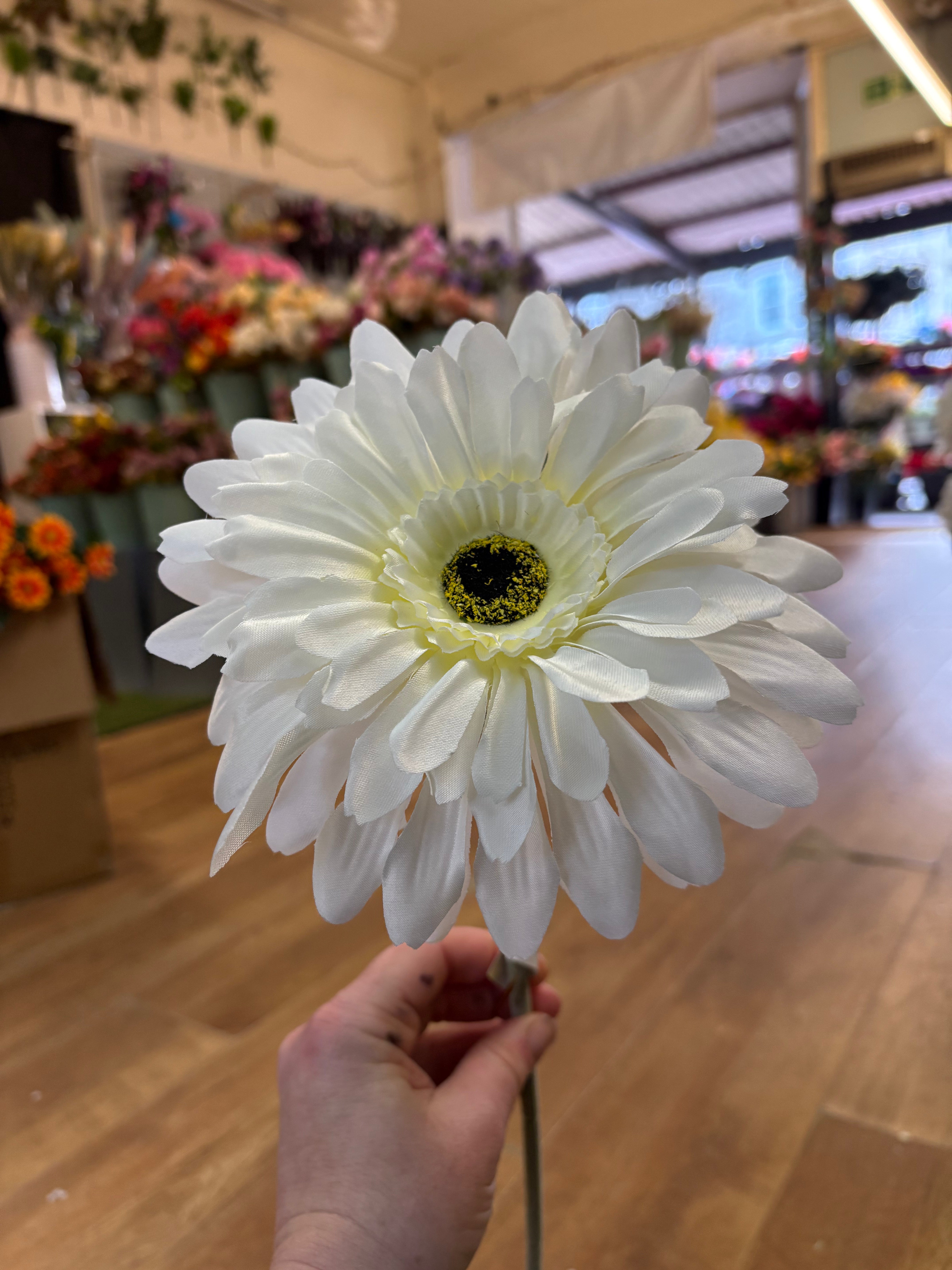 Long stem large head cream jemima gerbera