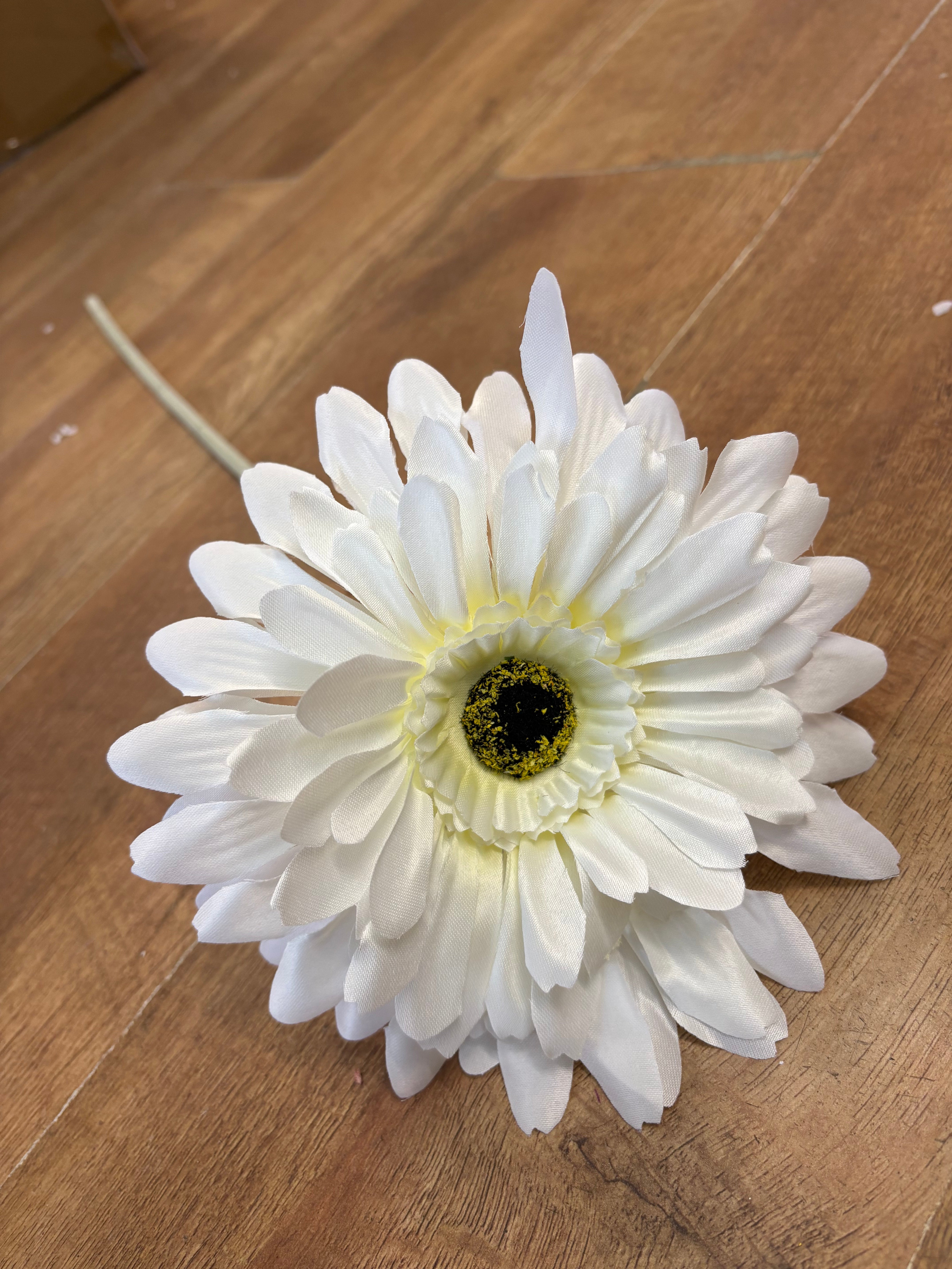 Long stem large head cream jemima gerbera