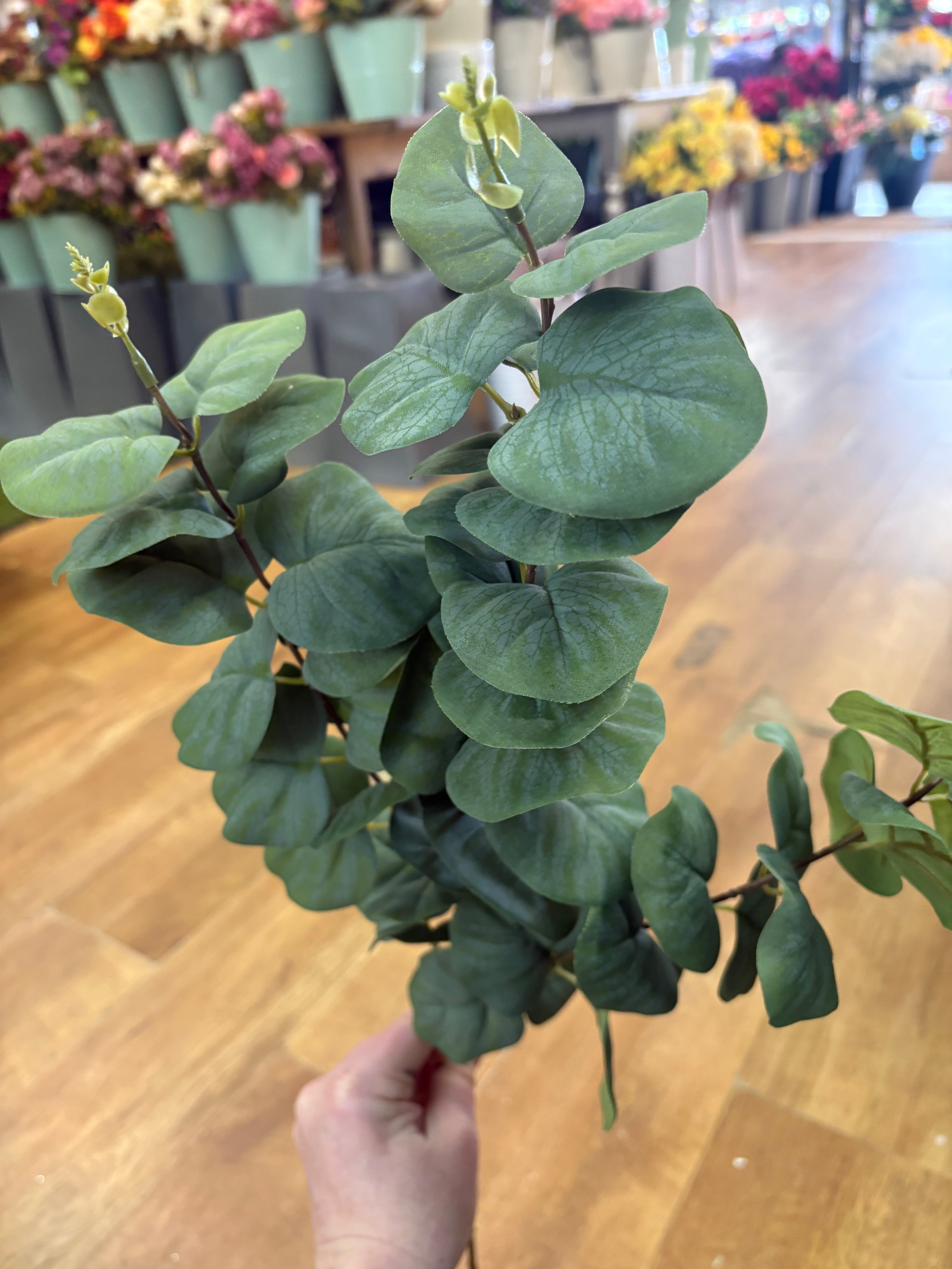 Rounded leaf eucalyptus spray