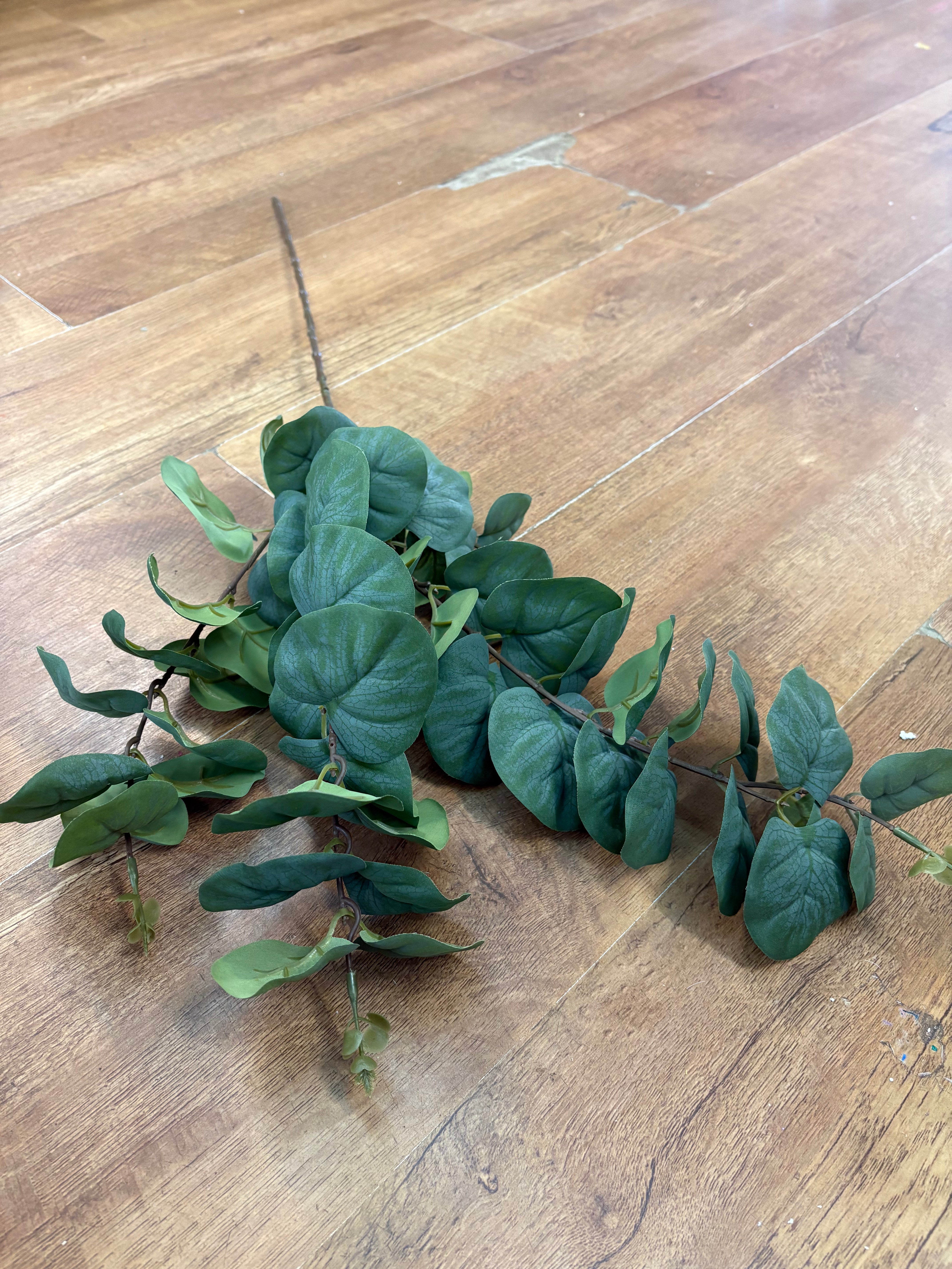 Rounded leaf eucalyptus spray