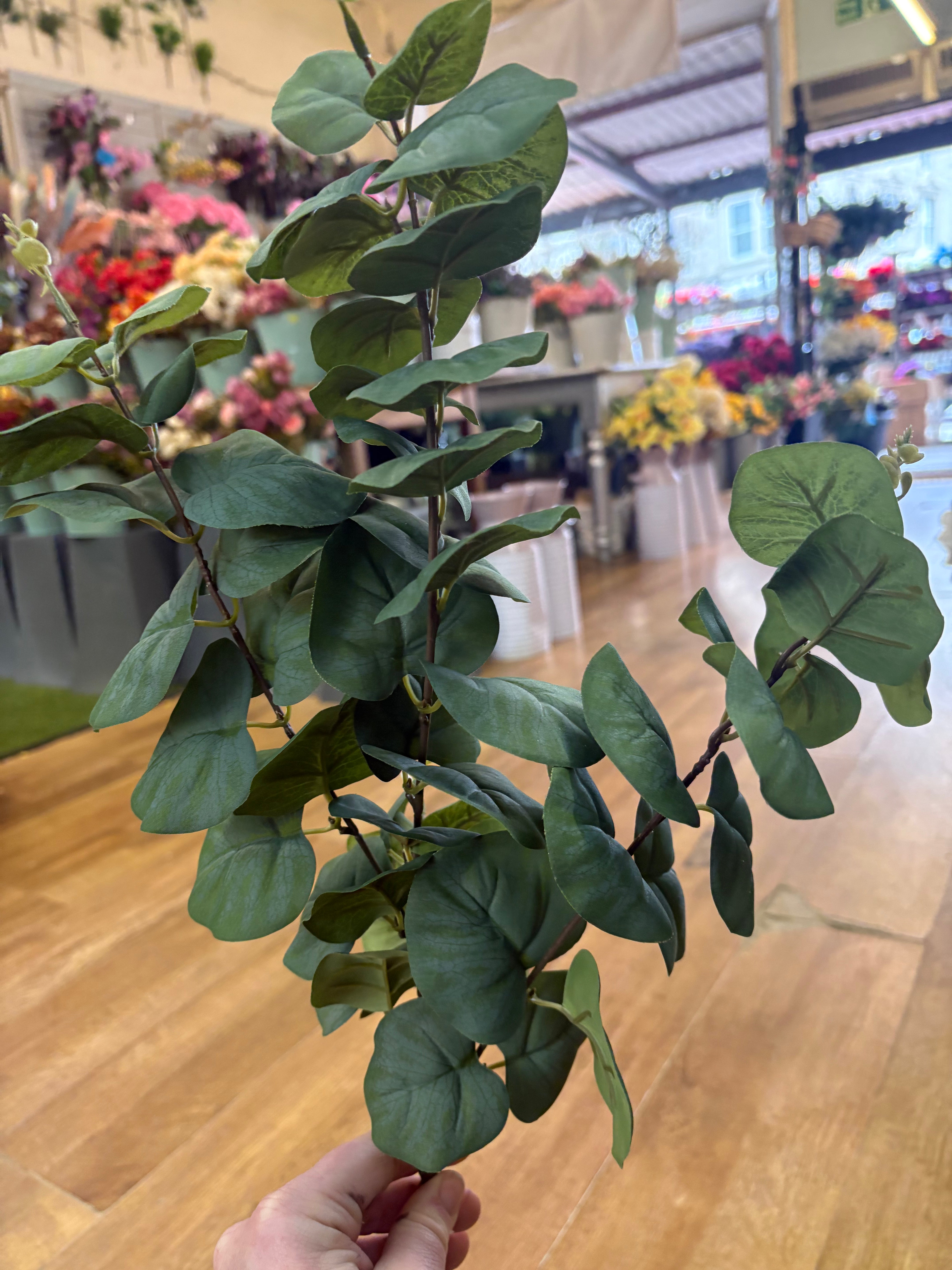 Rounded leaf eucalyptus spray