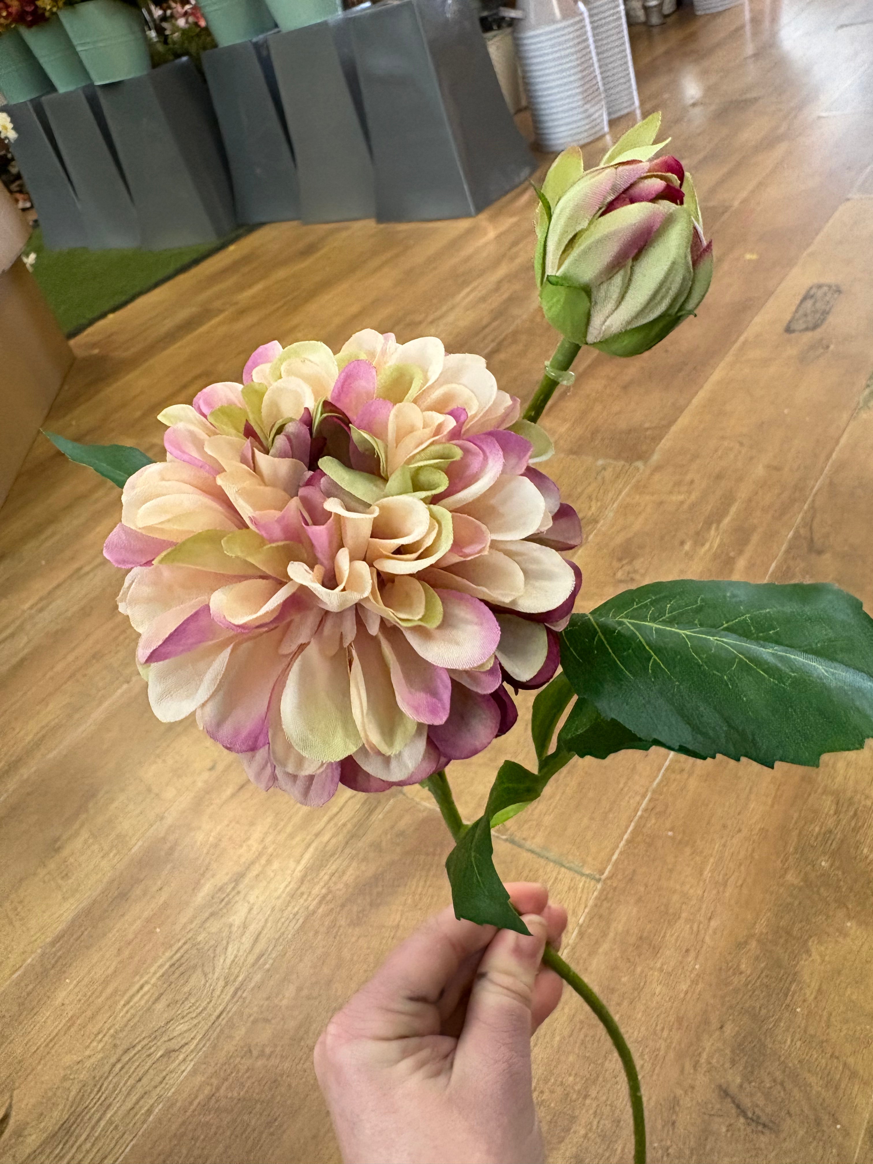 Nude and fuchsia pompom dahlia