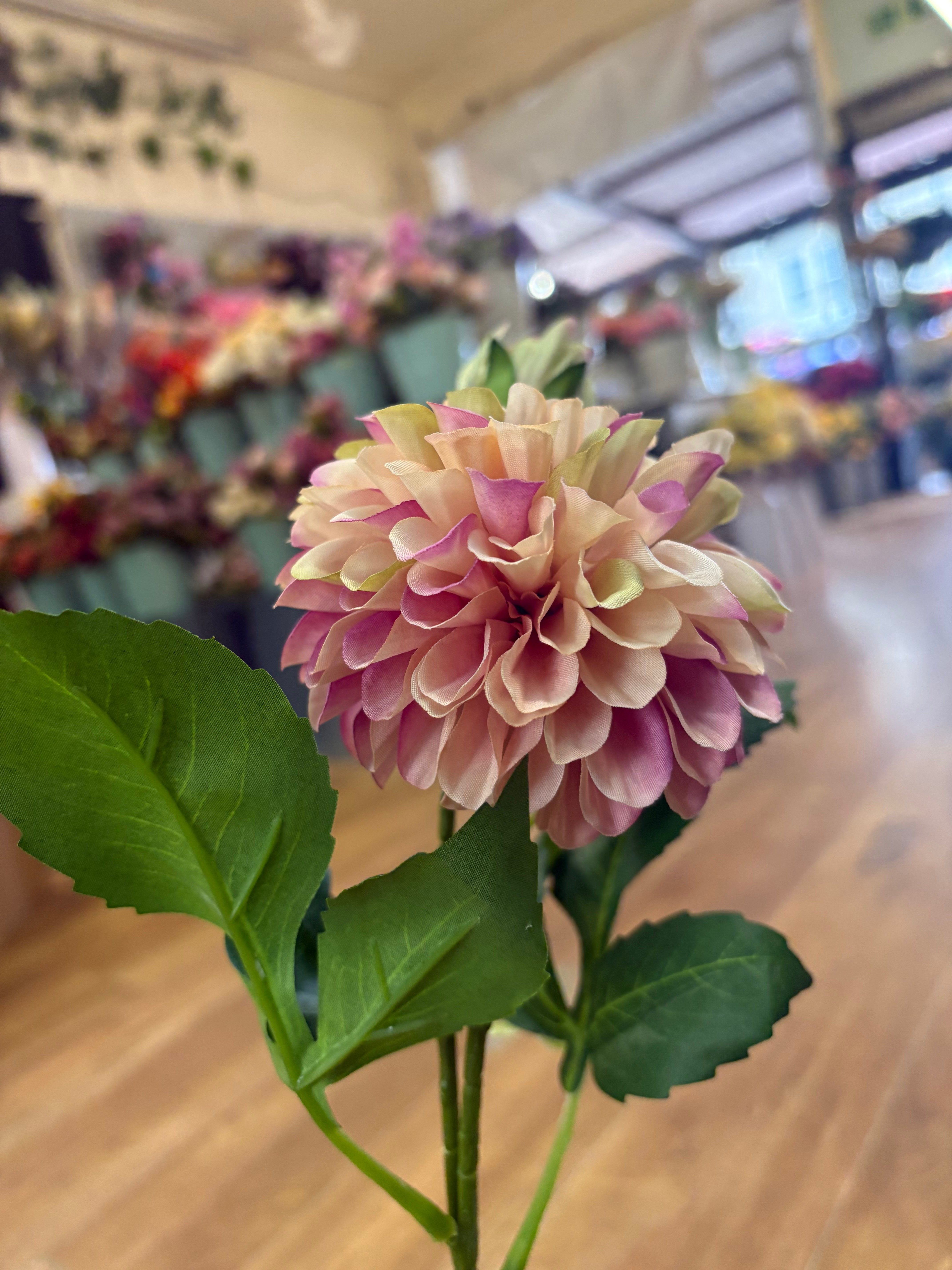 Nude and fuchsia pompom dahlia