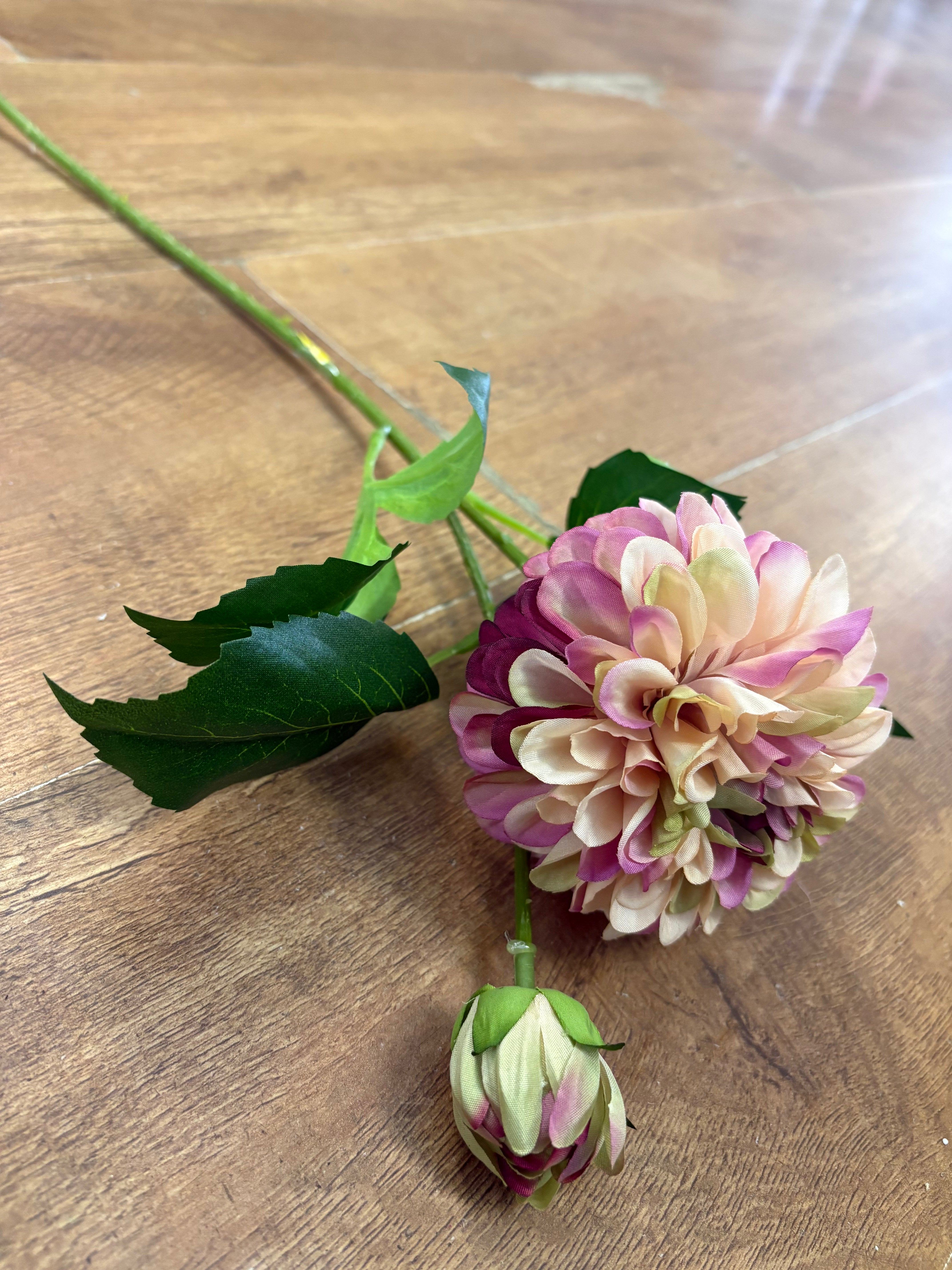 Nude and fuchsia pompom dahlia