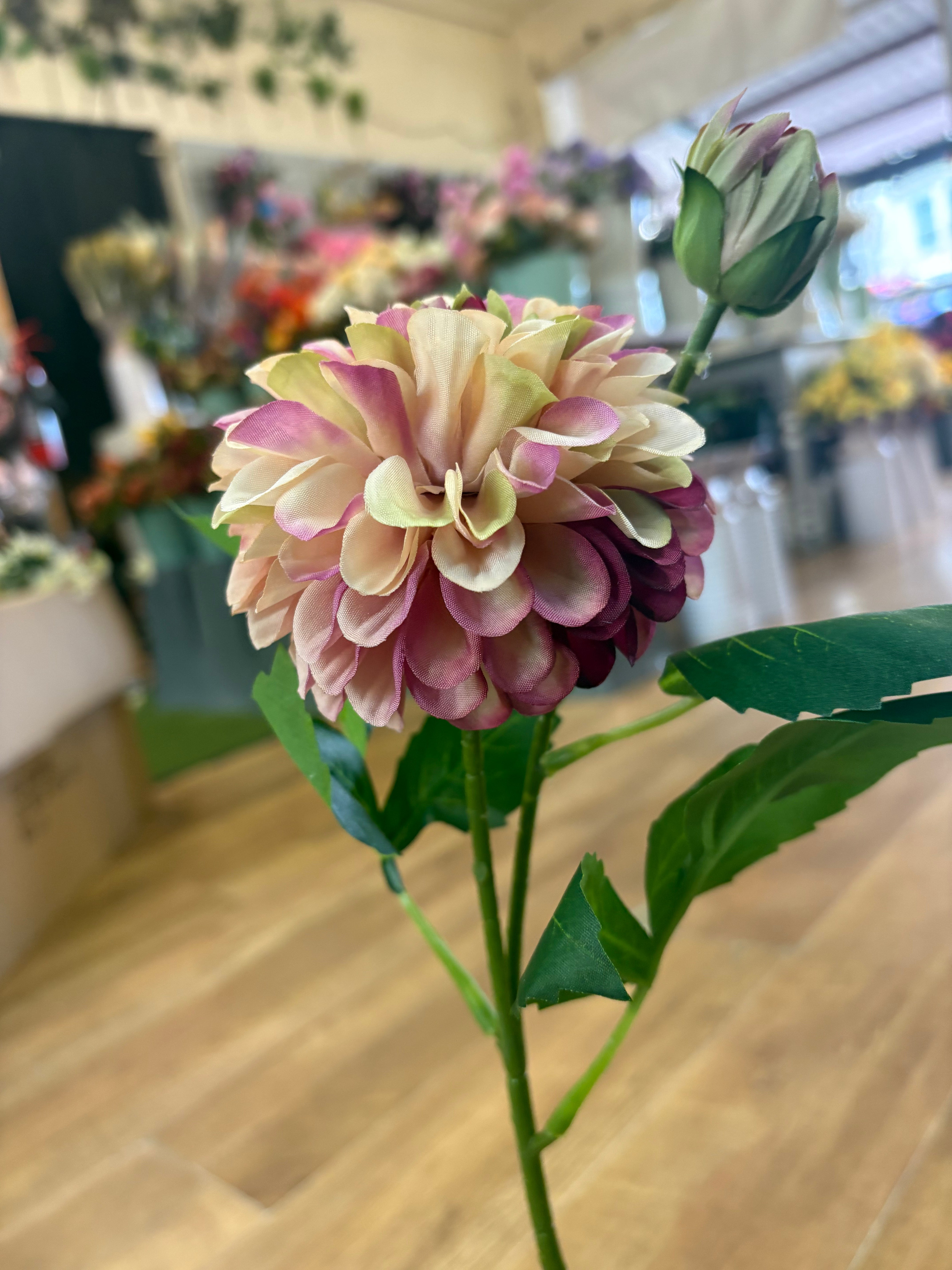 Nude and fuchsia pompom dahlia