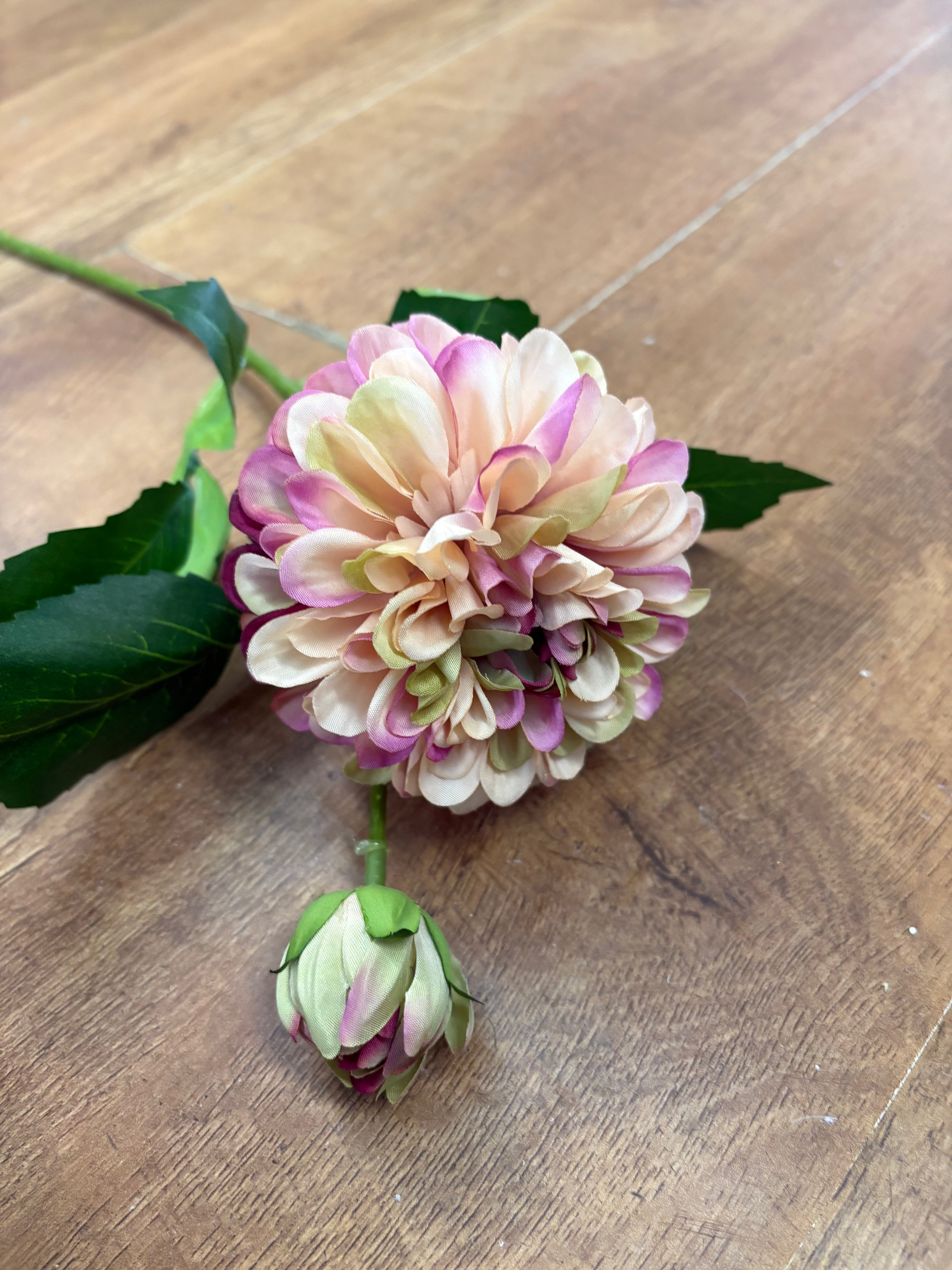 Nude and fuchsia pompom dahlia