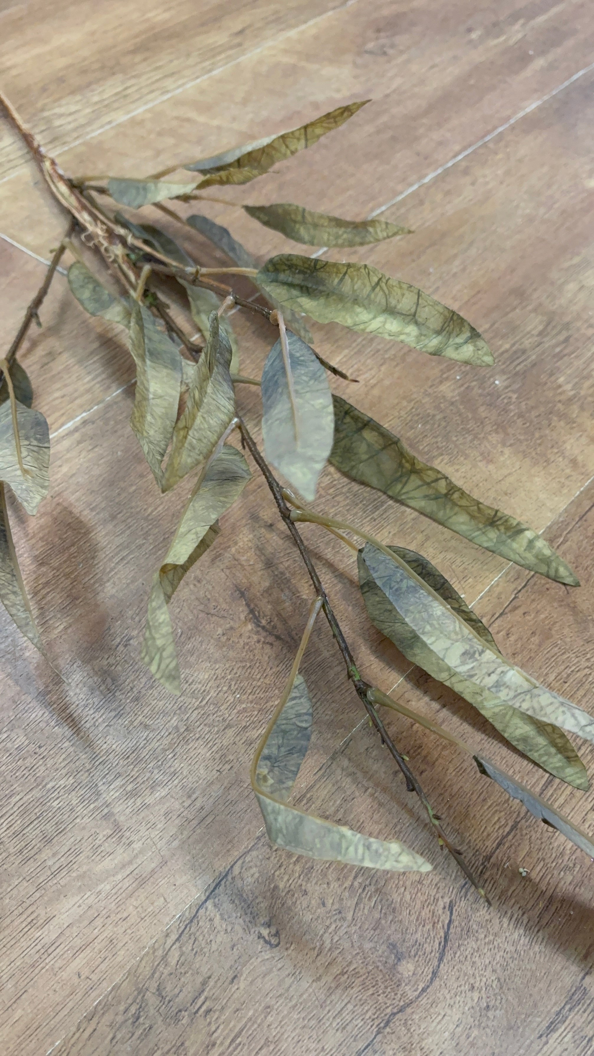 Green long stem dried touch slim leaf branch