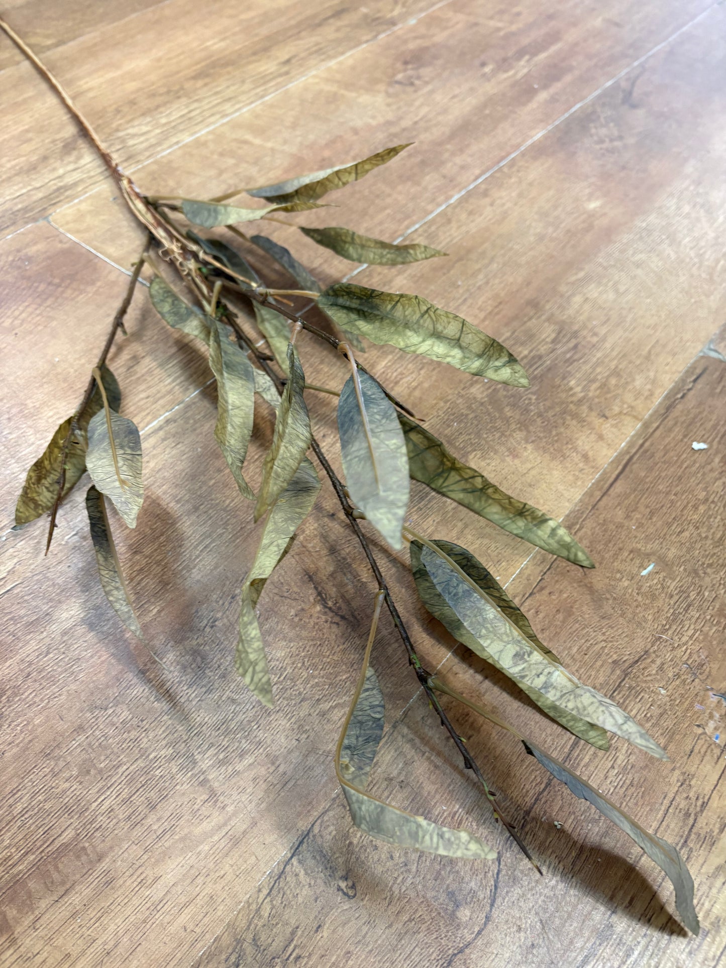 Green long stem dried touch slim leaf branch