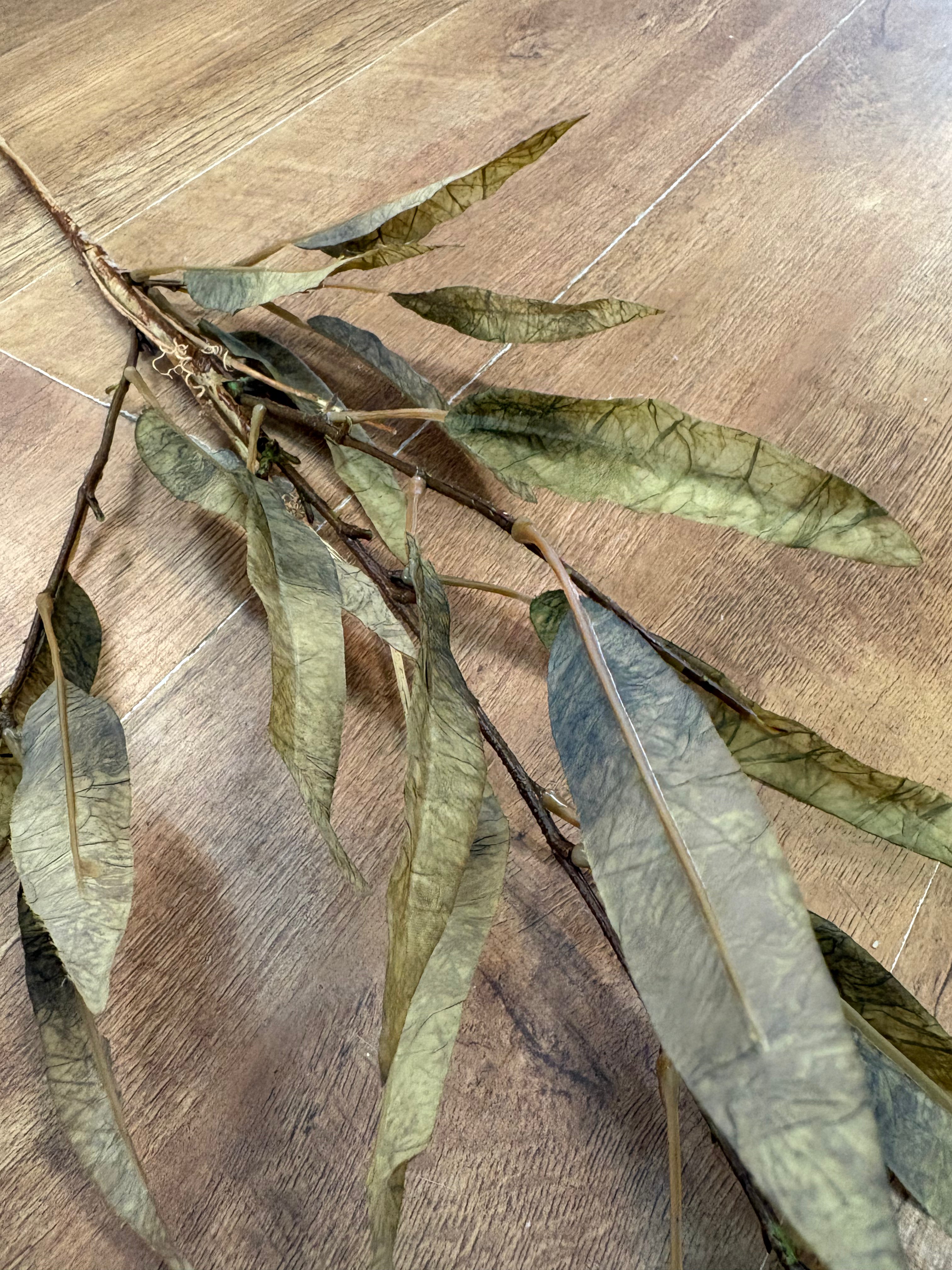 Green long stem dried touch slim leaf branch