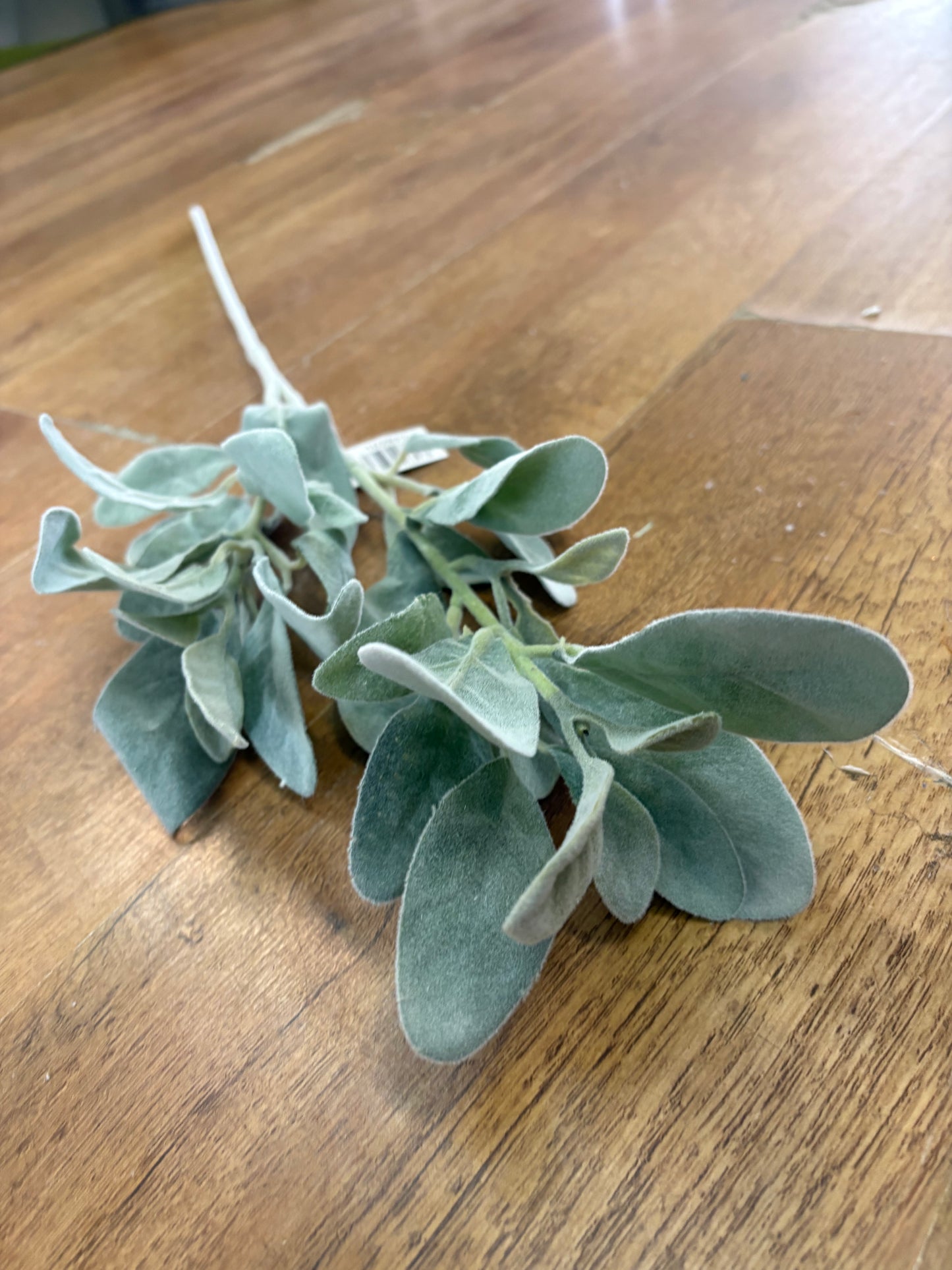Long stem natural green lambs ear spray