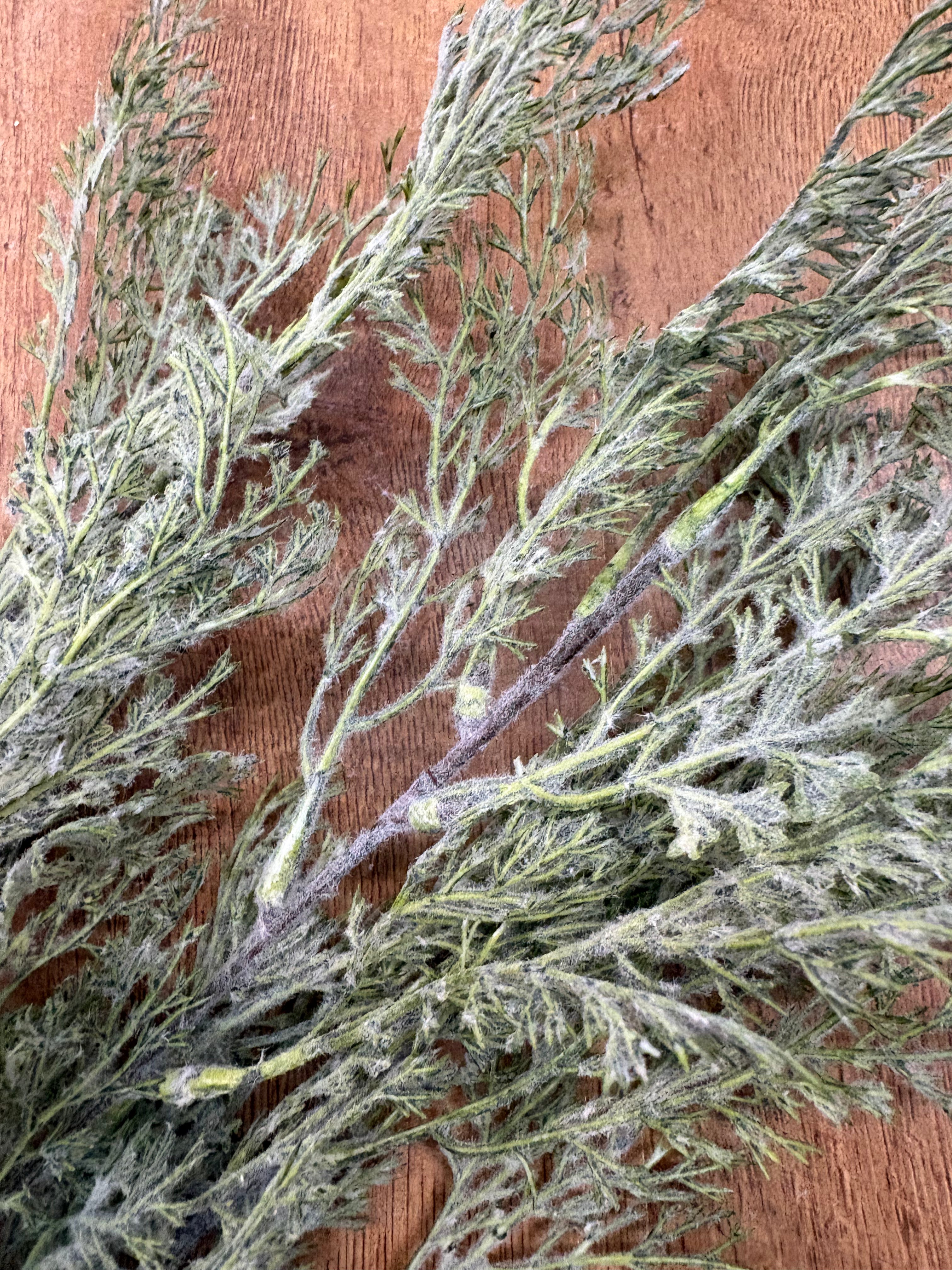 Long stem green whimsical conifer spray