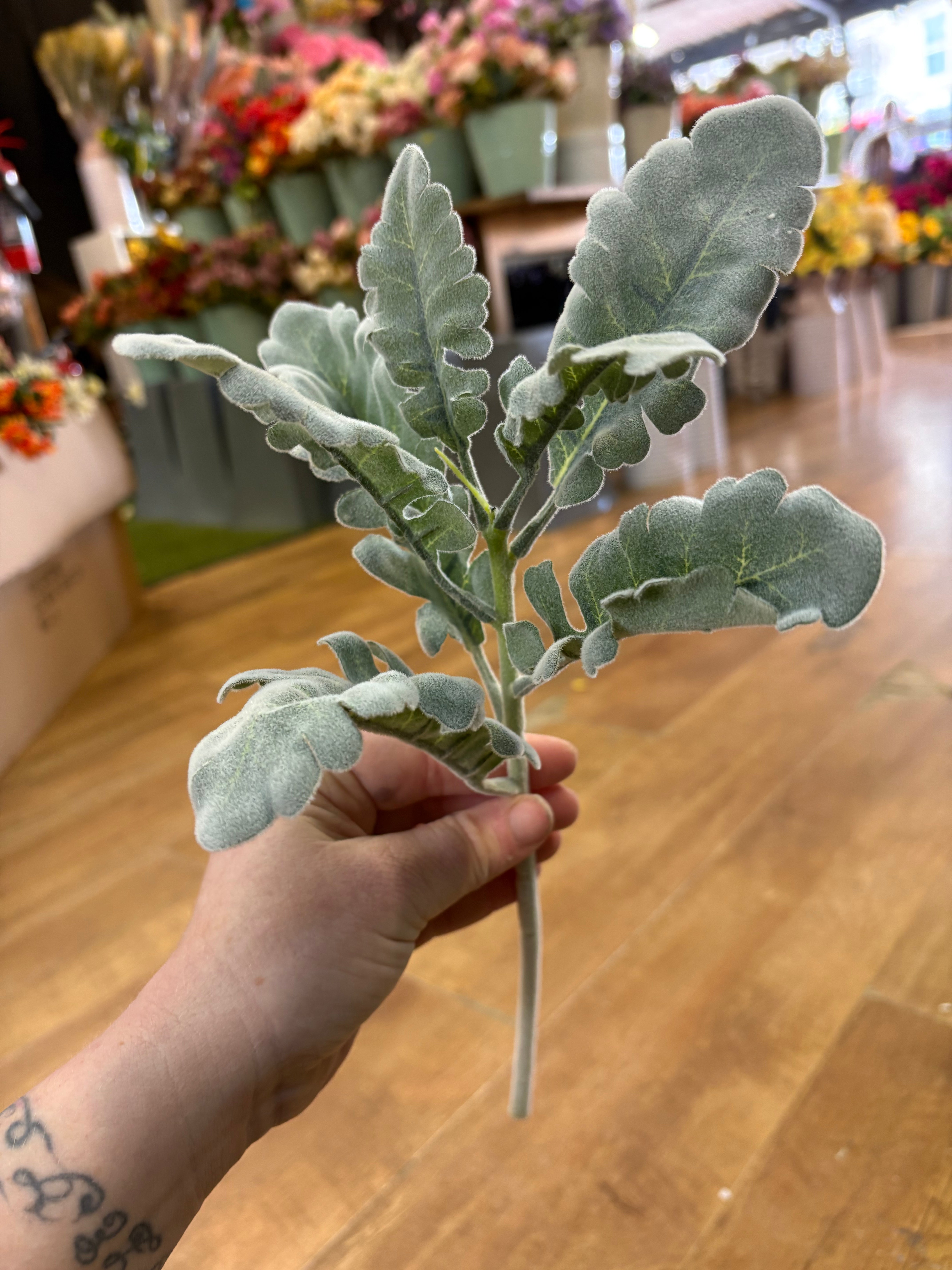 Short flocked cineraria stem