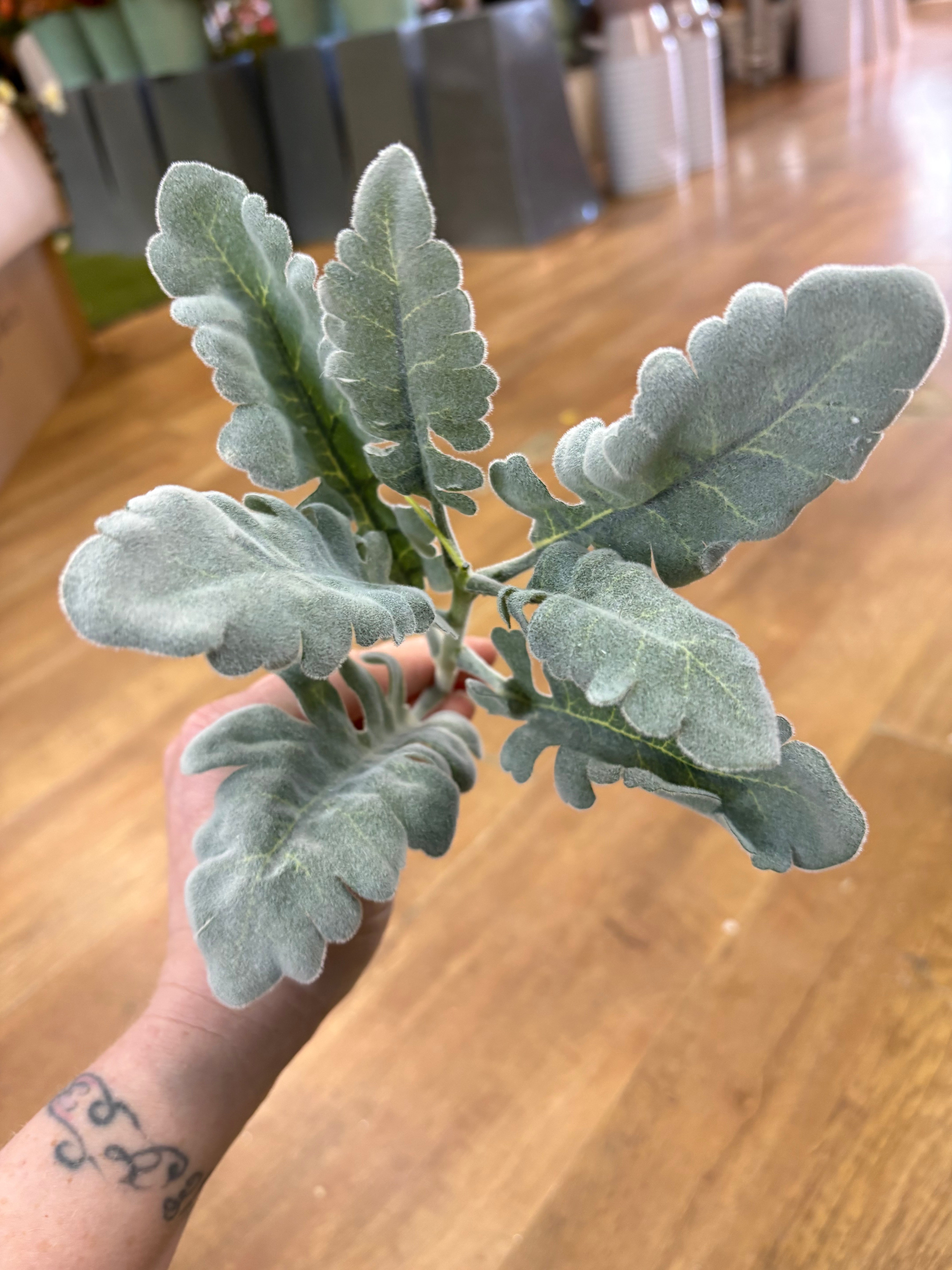 Short flocked cineraria stem