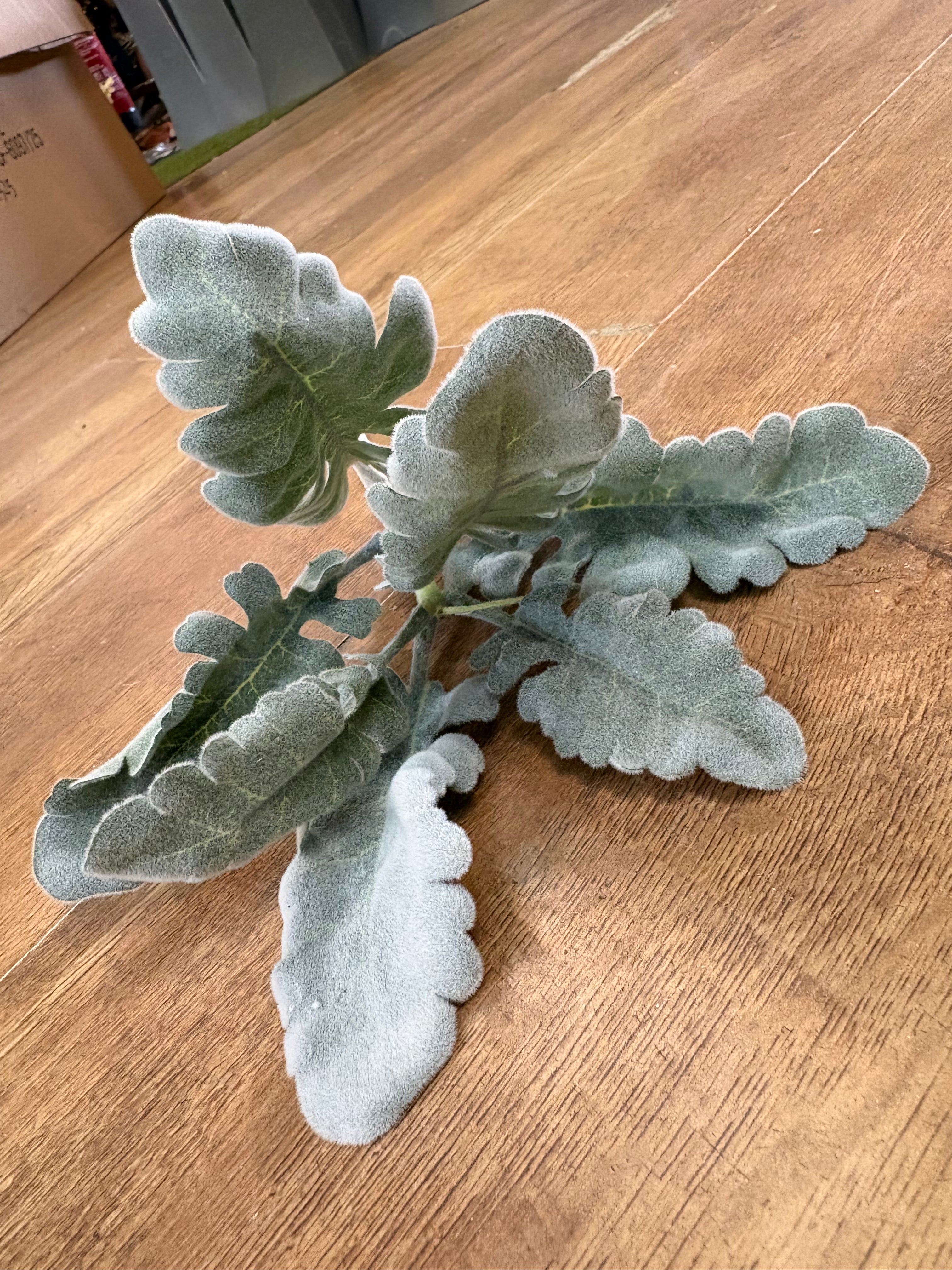 Short flocked cineraria stem