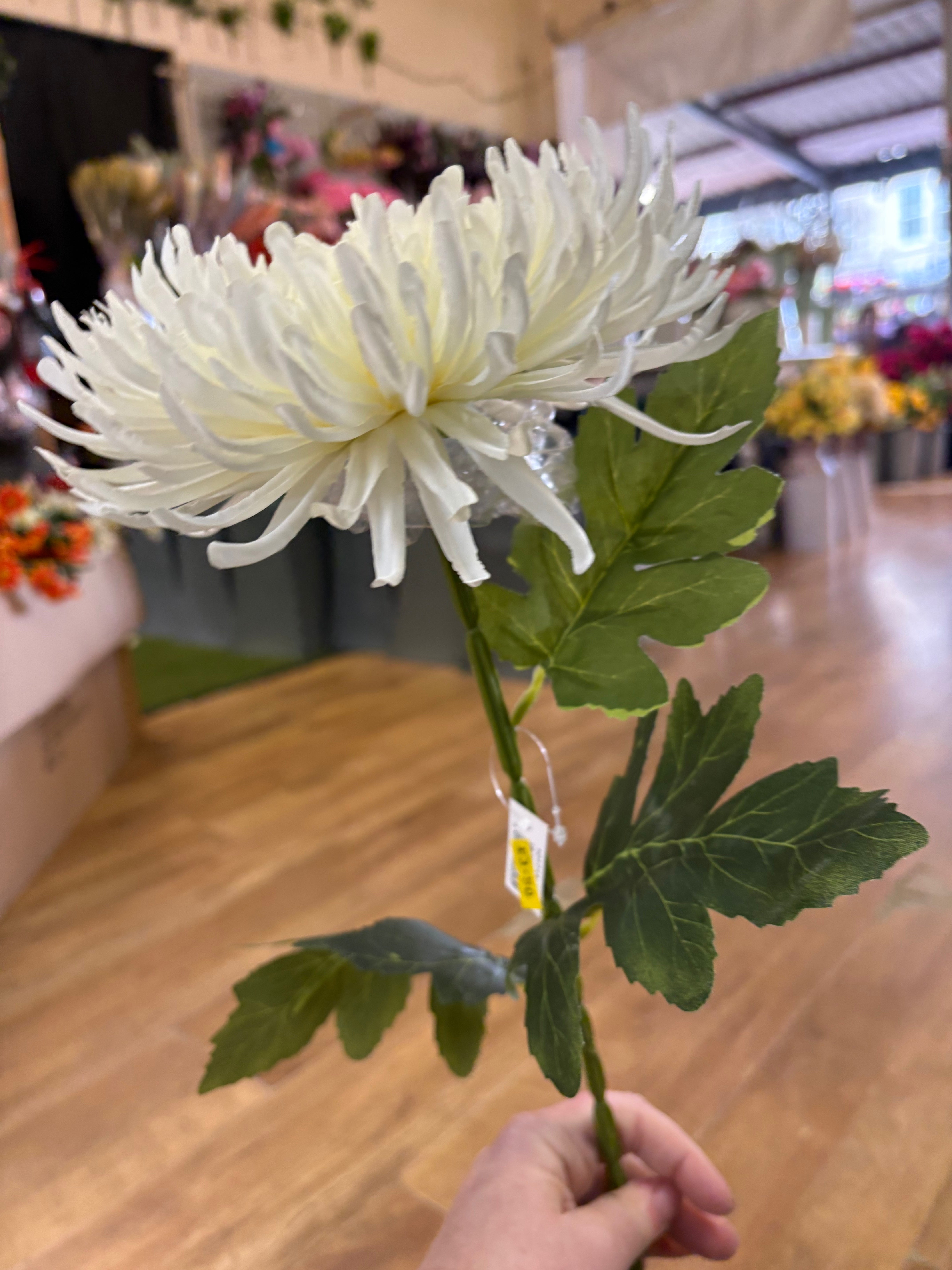Long stem cream Fuji mum