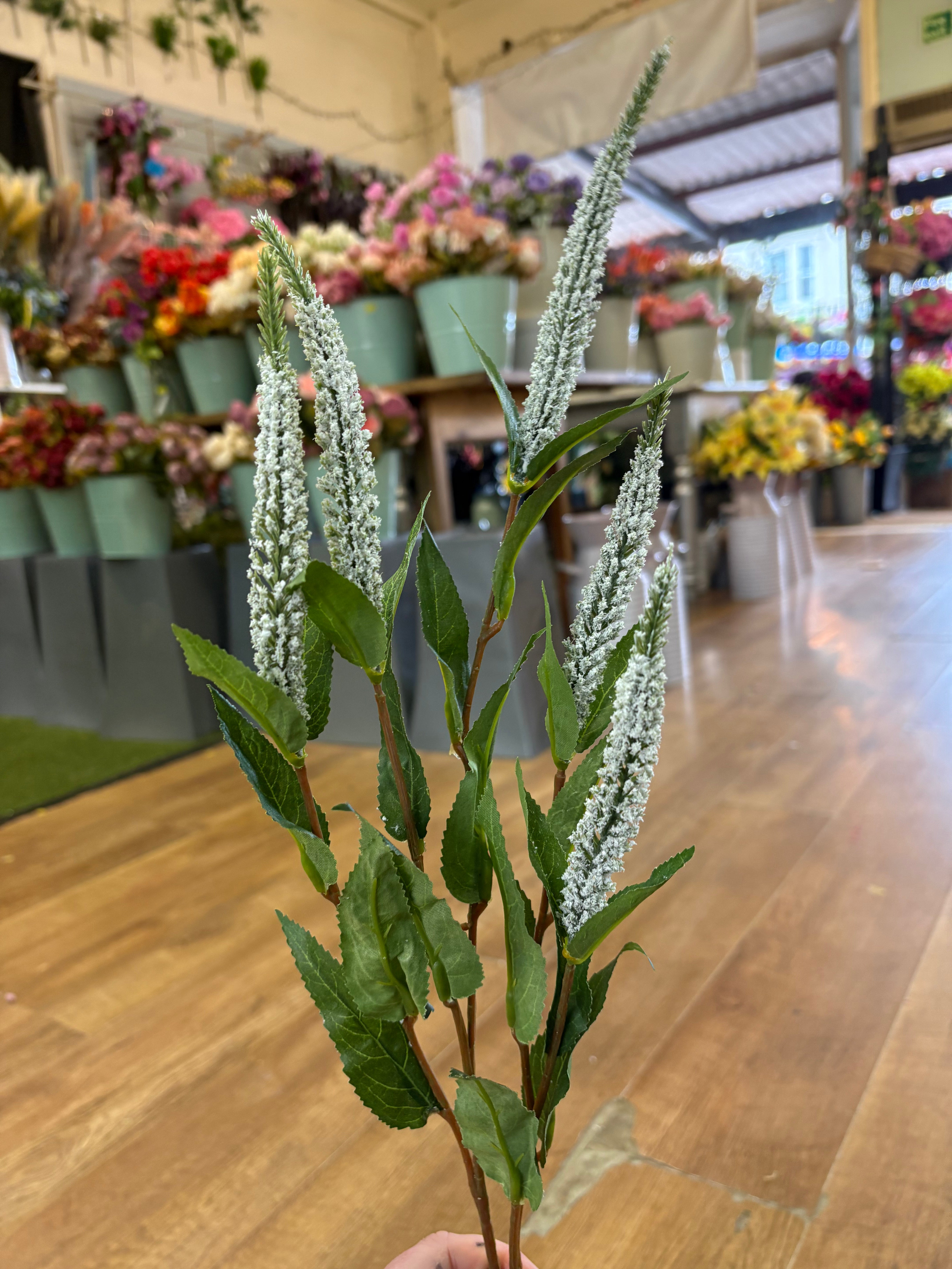 Long stem white Veronica spray