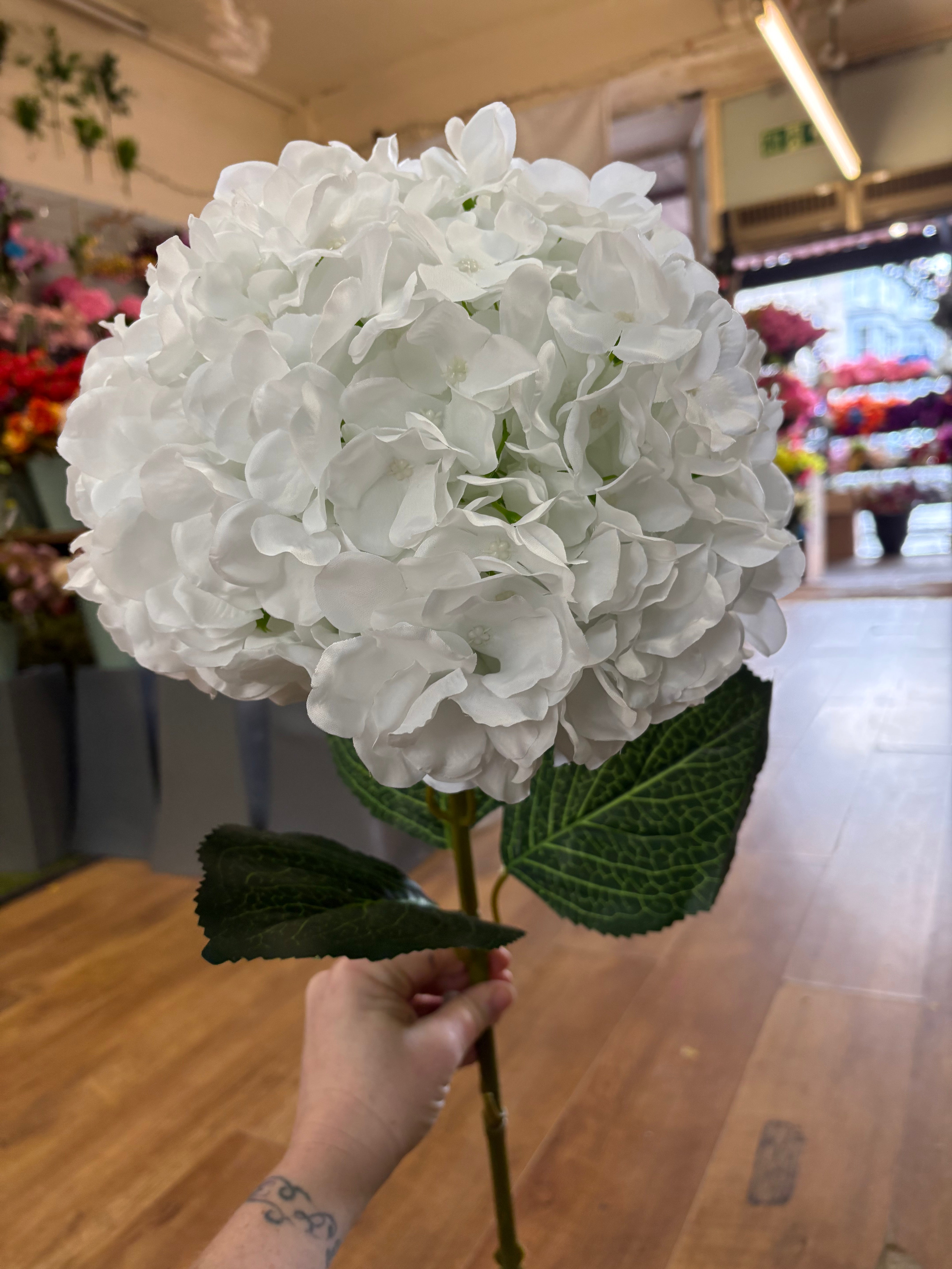 Giant head white premium hydrangea