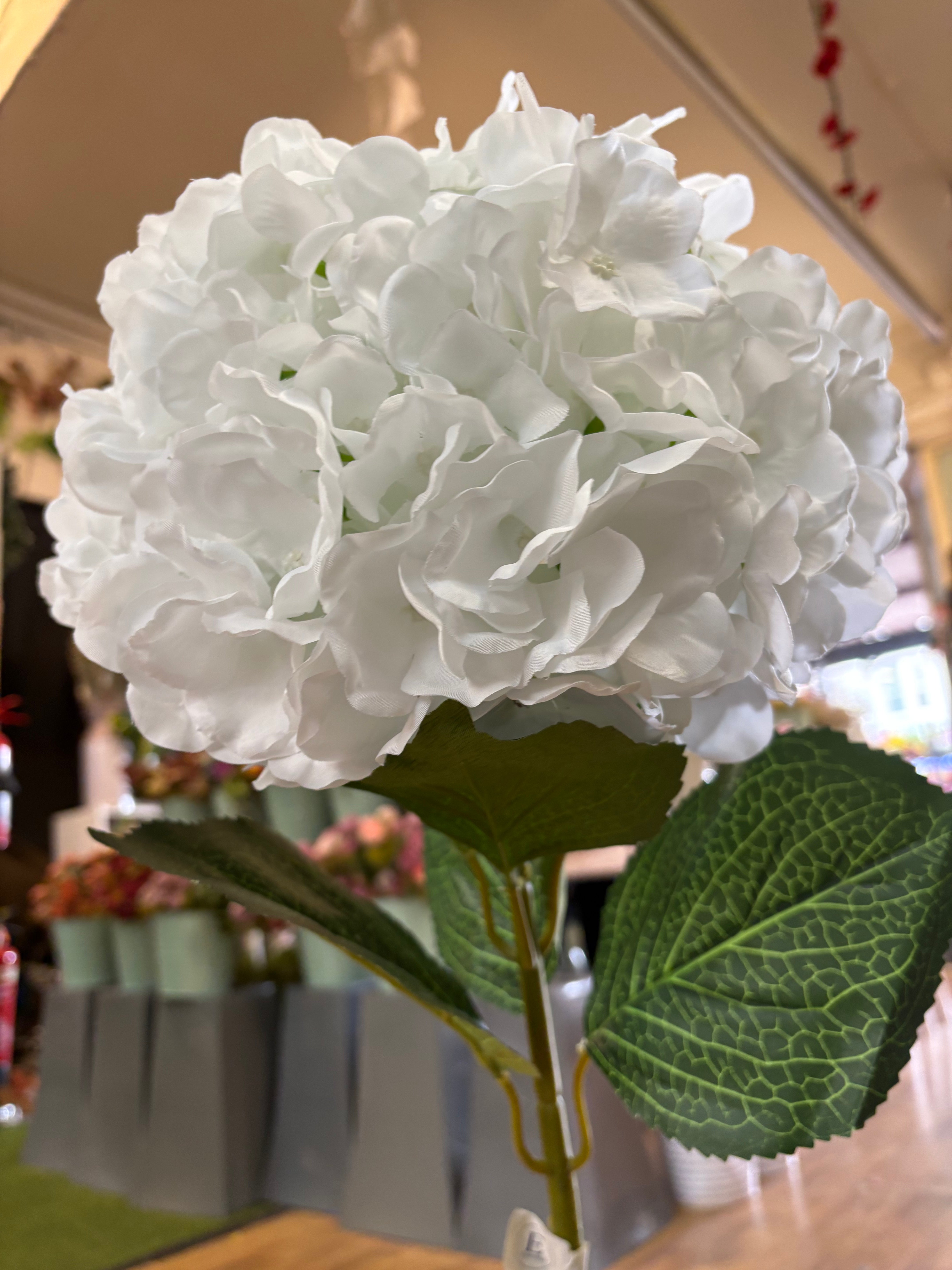 Giant head white premium hydrangea