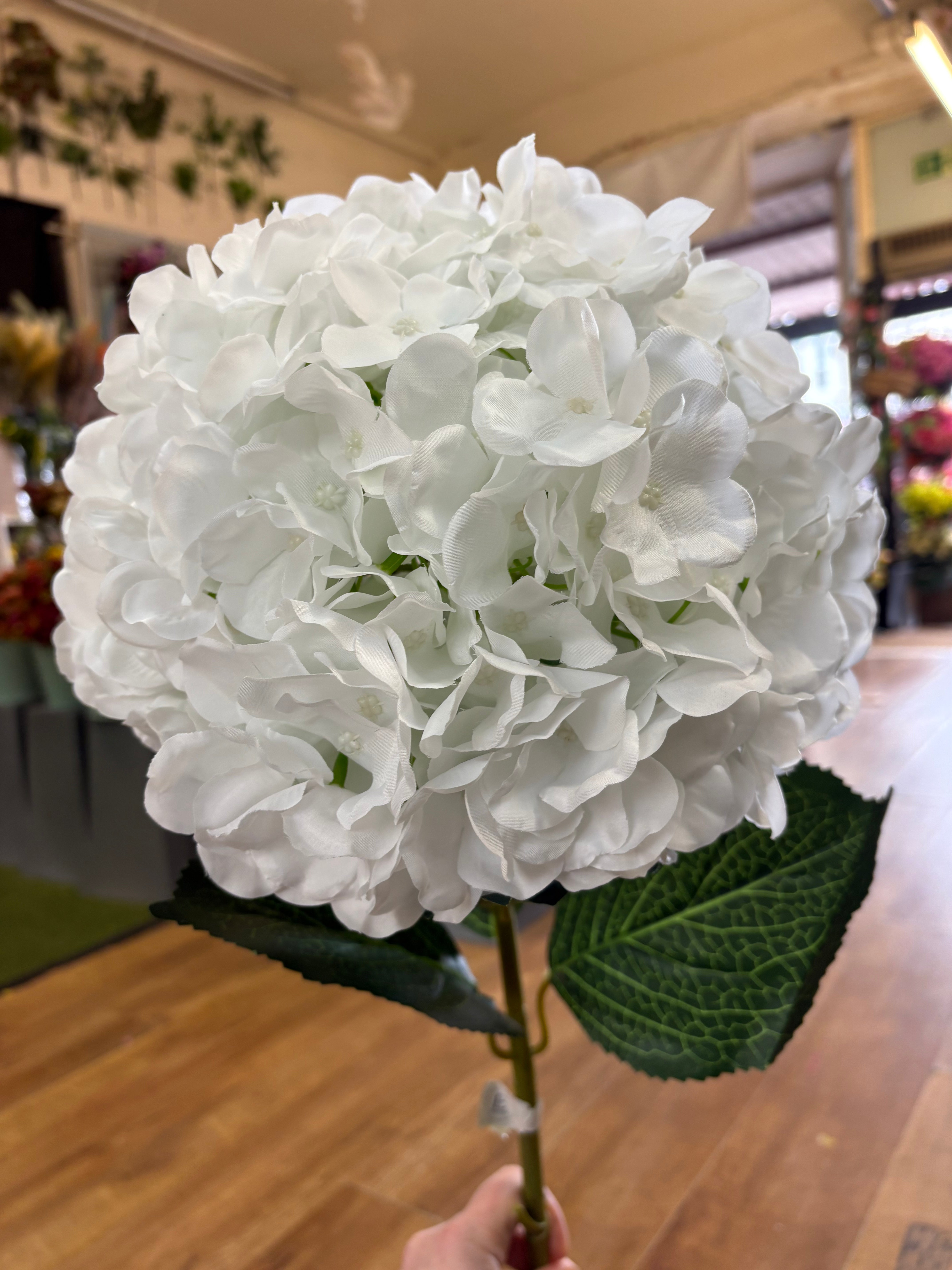 Giant head white premium hydrangea