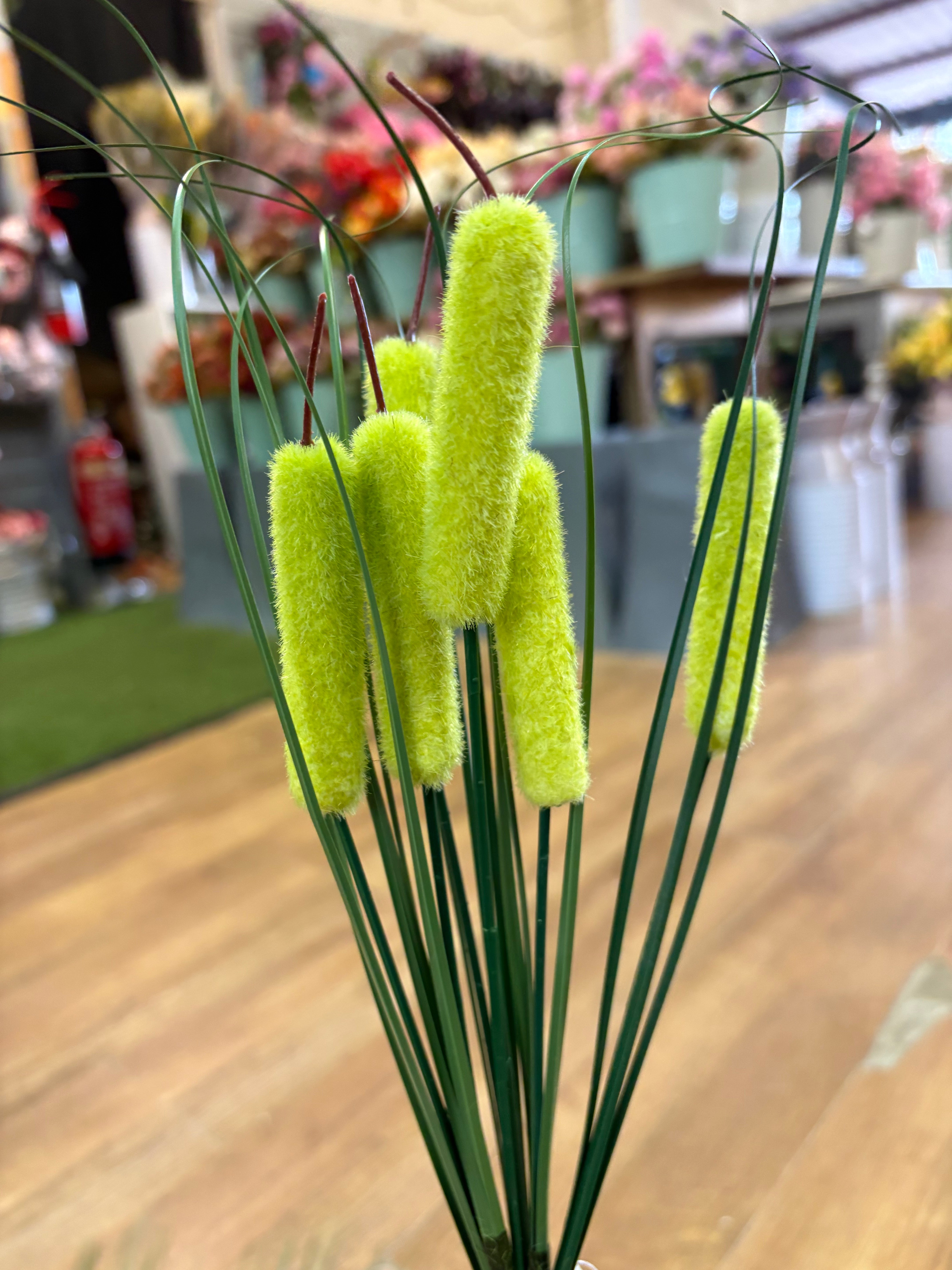 Bullrush - 6 colours available