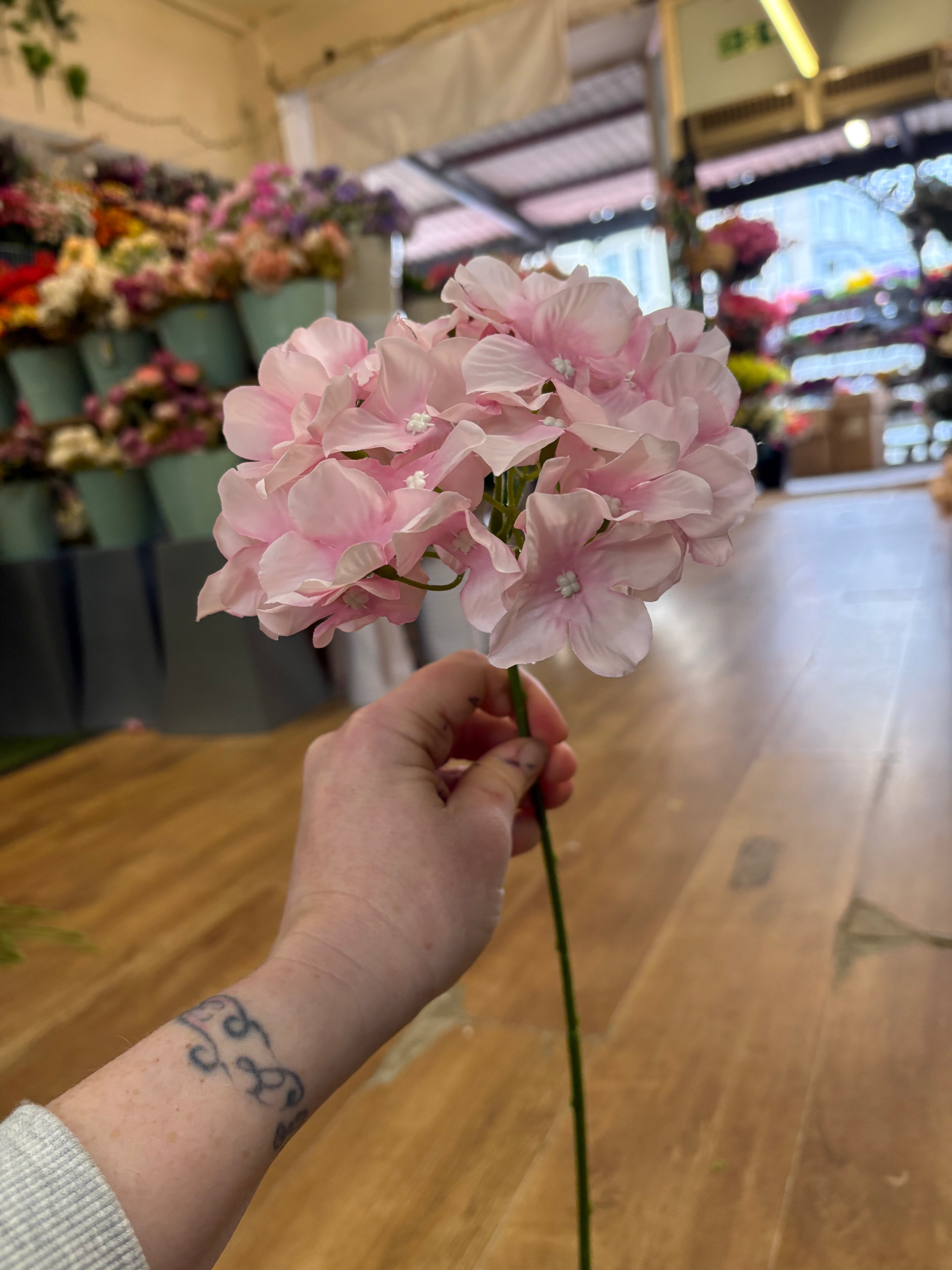 Long stem pale pink hydrangea