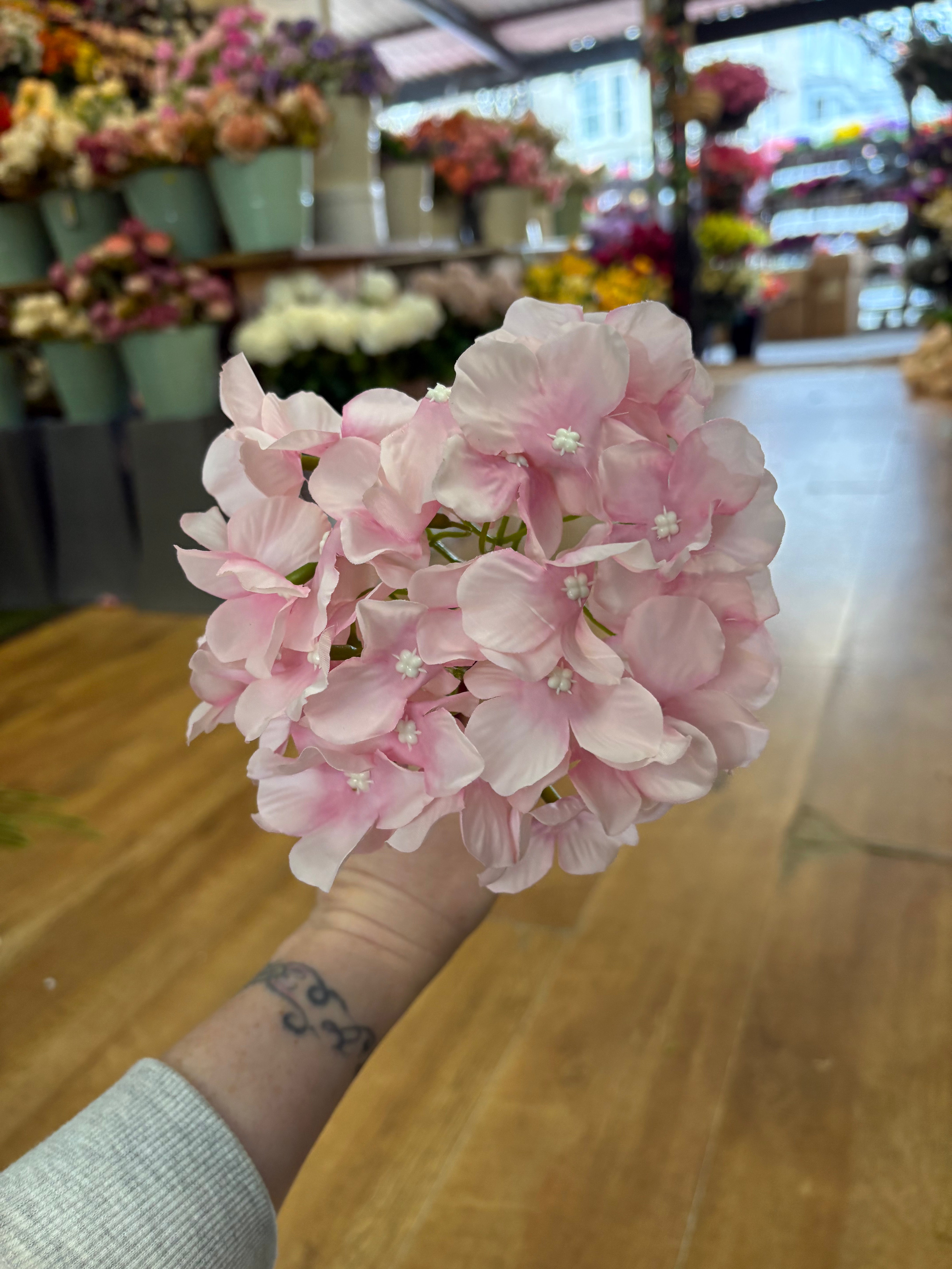 Long stem pale pink hydrangea
