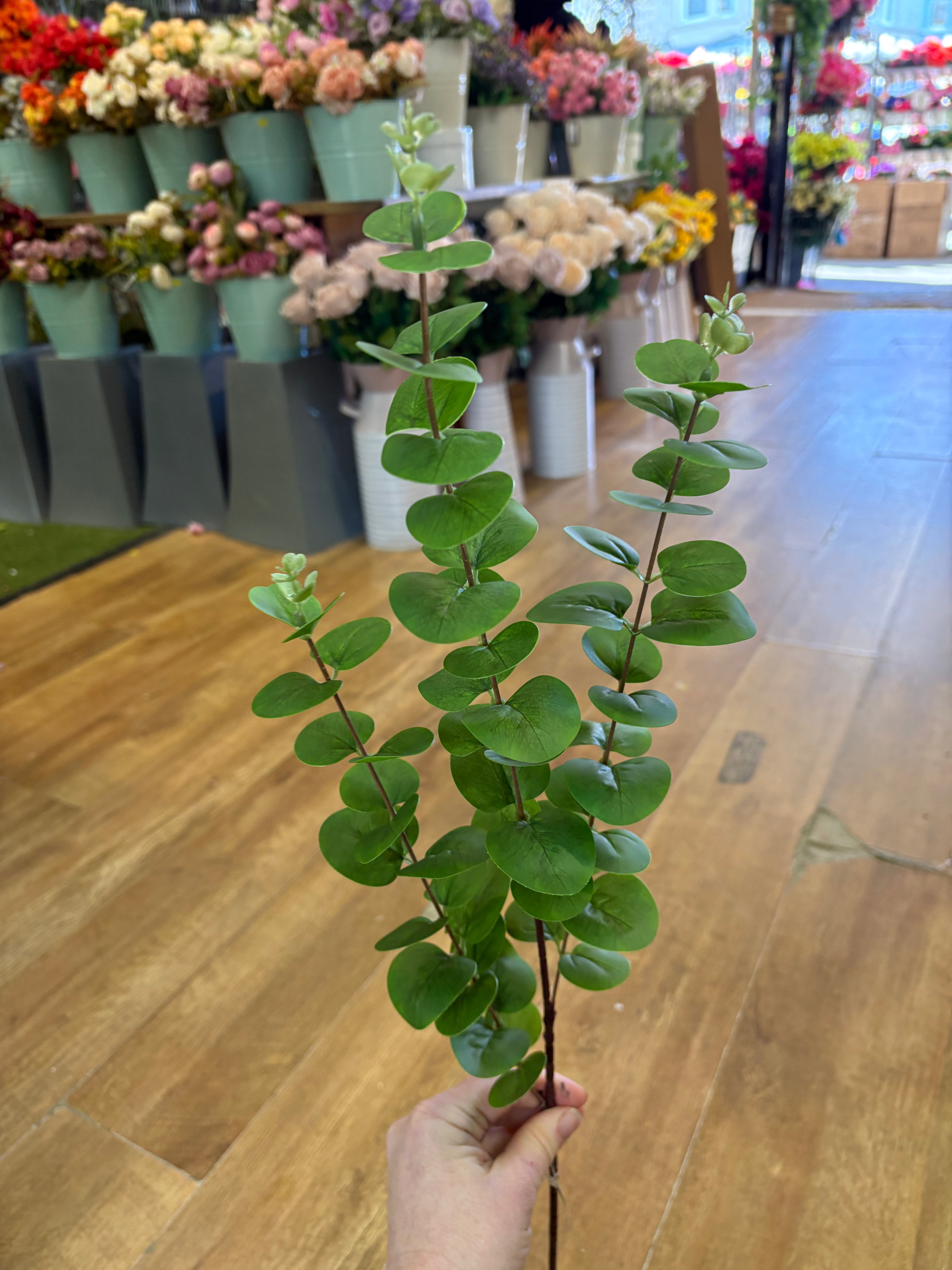 Long green eucalyptus spray