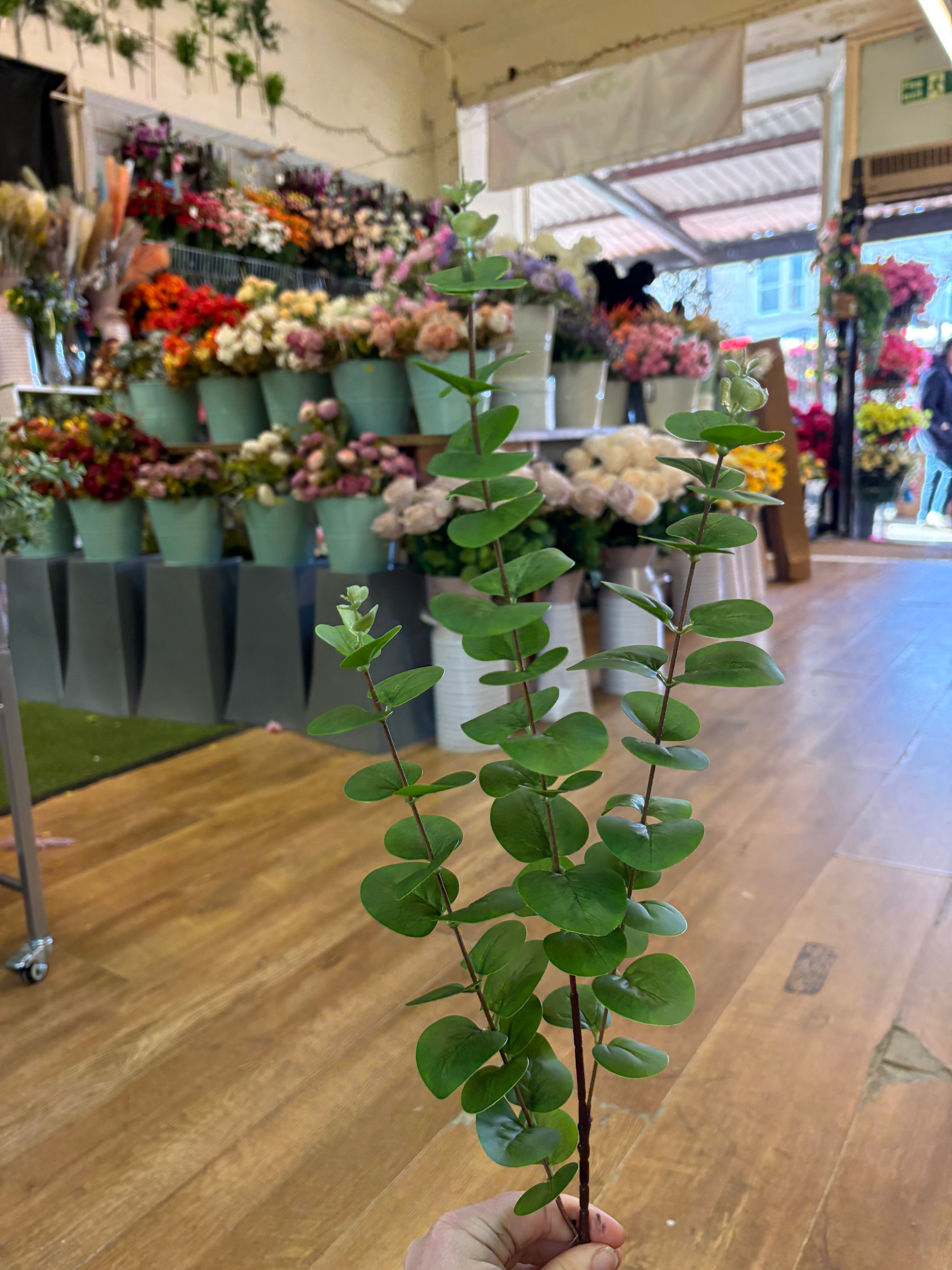 Long green eucalyptus spray