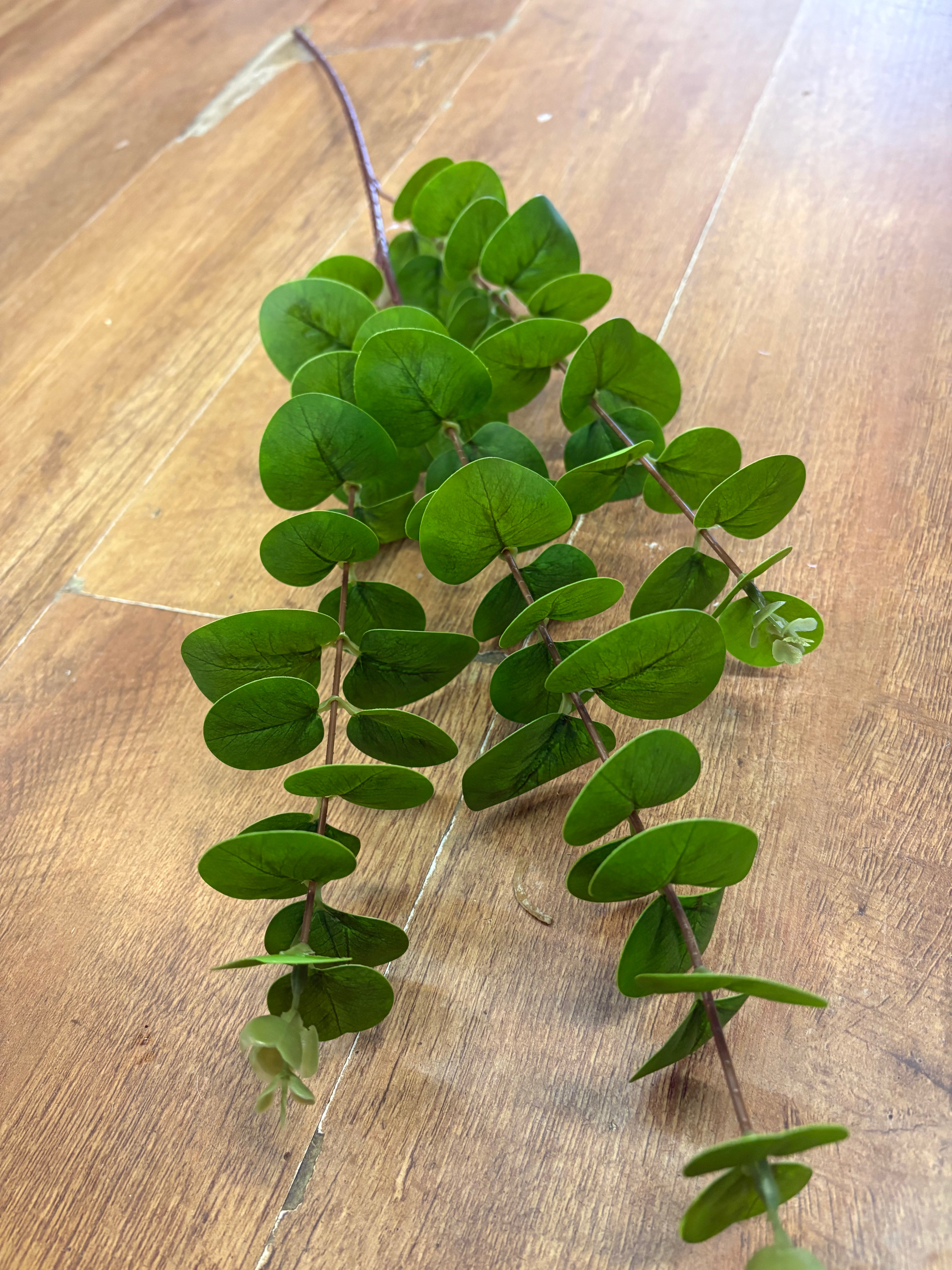 Long green eucalyptus spray