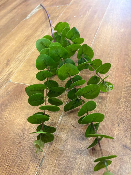 Long green eucalyptus spray