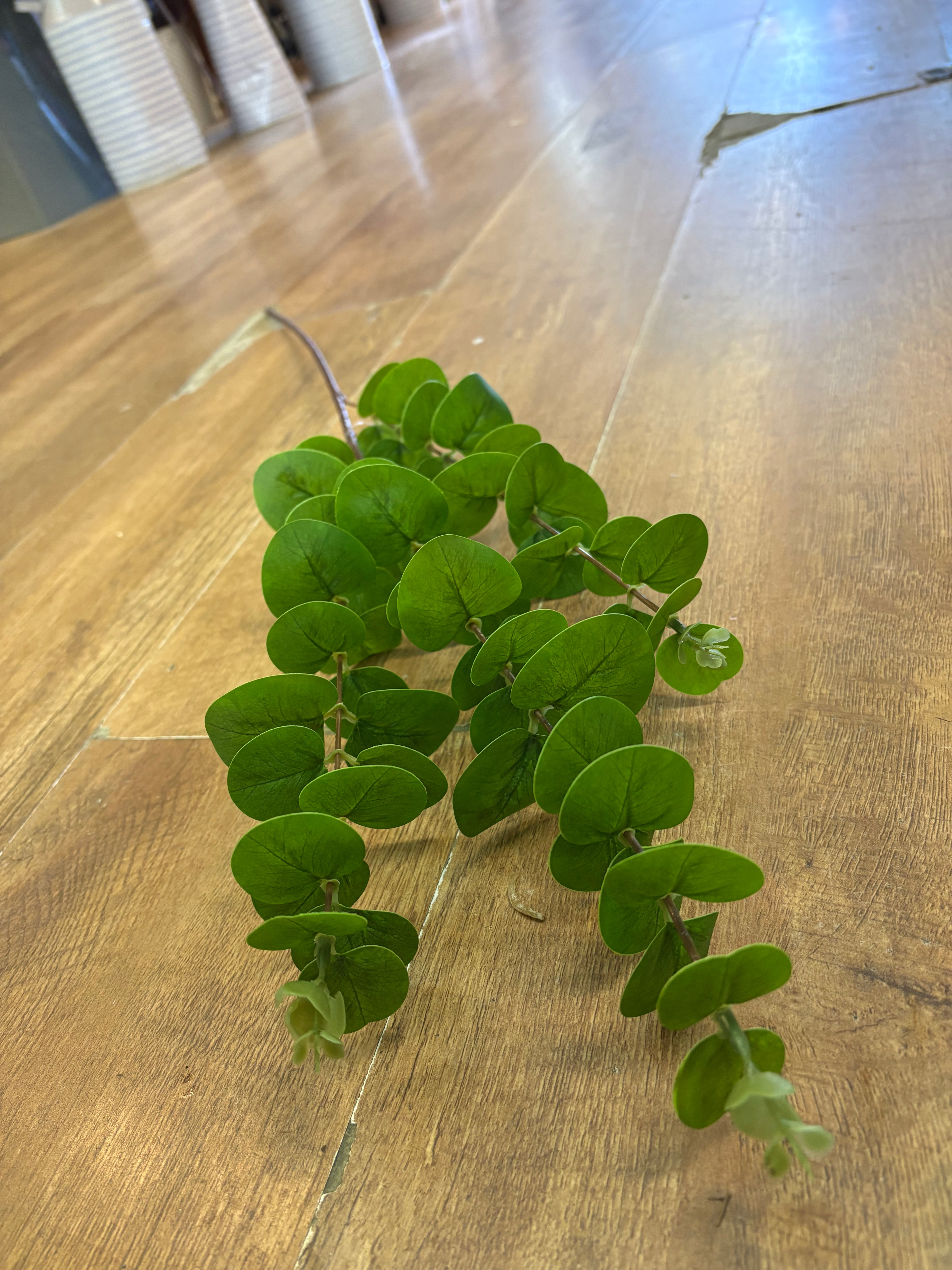 Long green eucalyptus spray